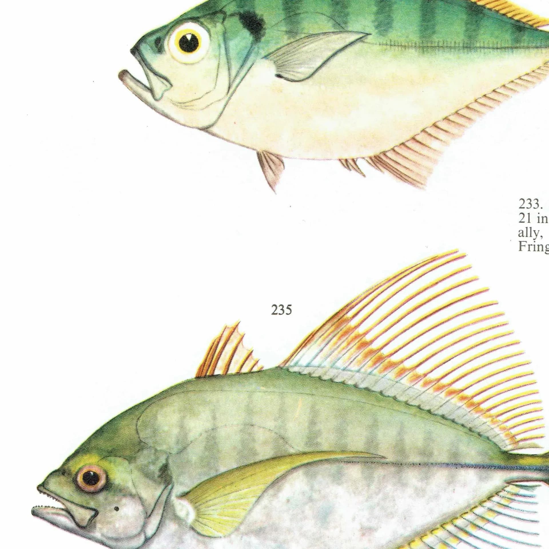 1964 Pikey Bream & Great Trevally - Original Vintage Print By Coates - Great Barrier Reef Fish Study Marshall - 7 x 9 in