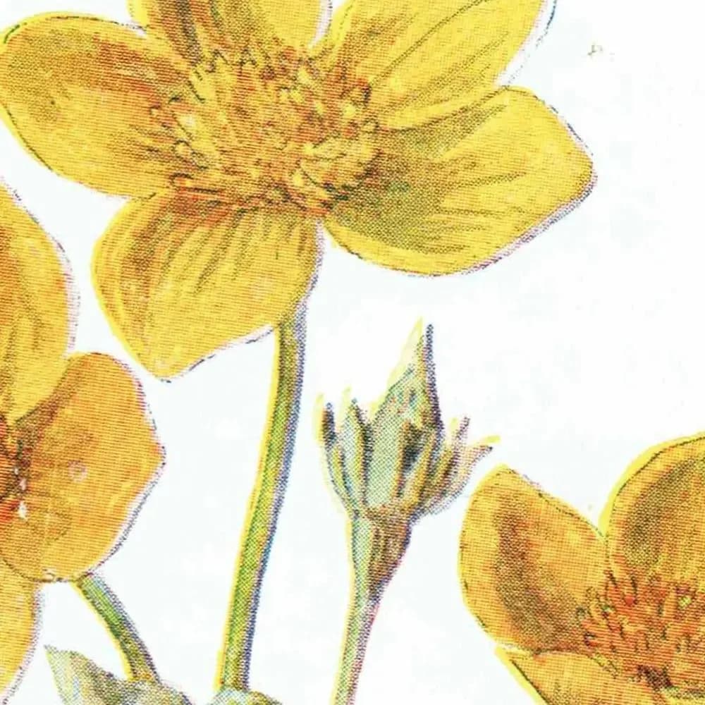 1910s Marsh Marigold & Daisy Victorian Original Antique Print By Hulme - Familiar Wild Flowers Botanical Study - 4.75 x 7.25 in