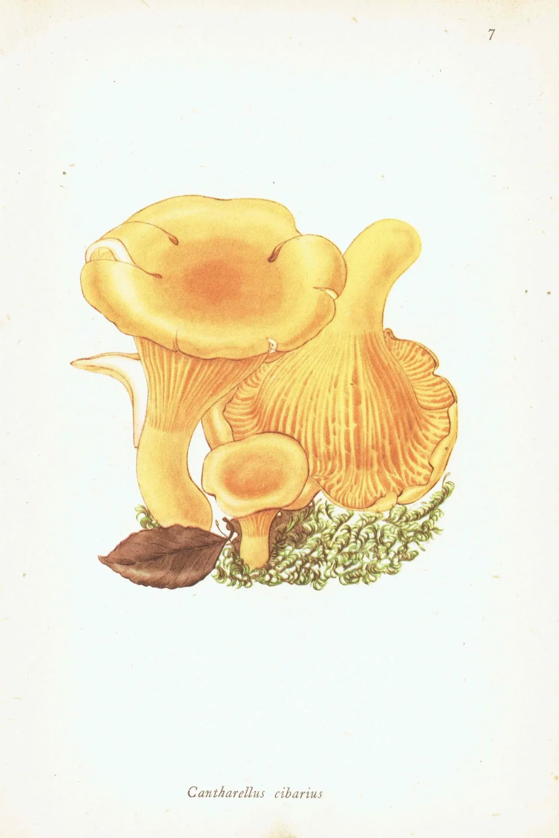 1943 Chanterelle & Field Mushroom Print – Vintage Botanical Illustration