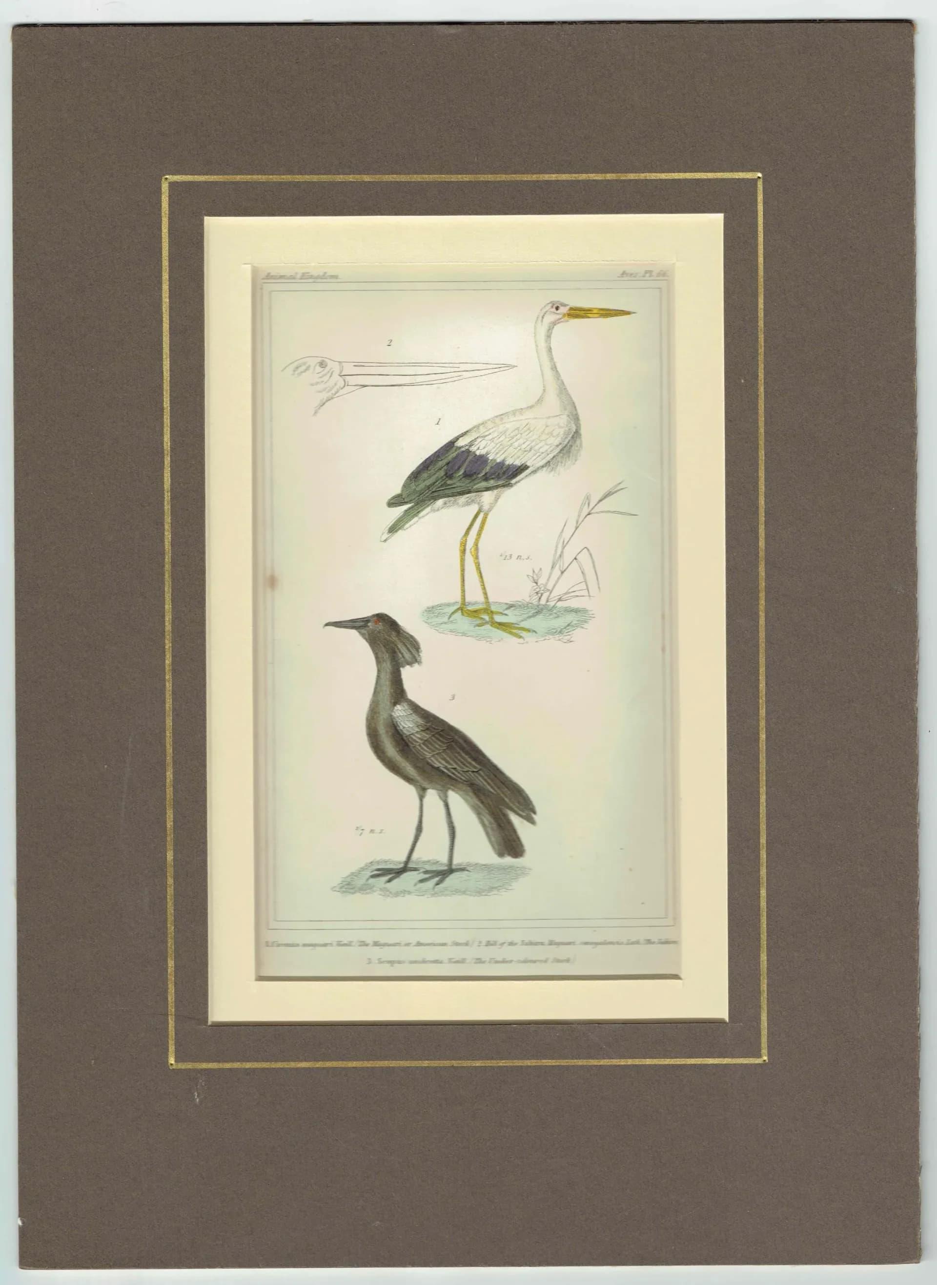 c.1835 Cuvier Animal Kingdom Birds Aves Antique Print - American Stork Umber Coloured Stork - Hand Coloured Ornithology Art - 8.75 x 5.5 in