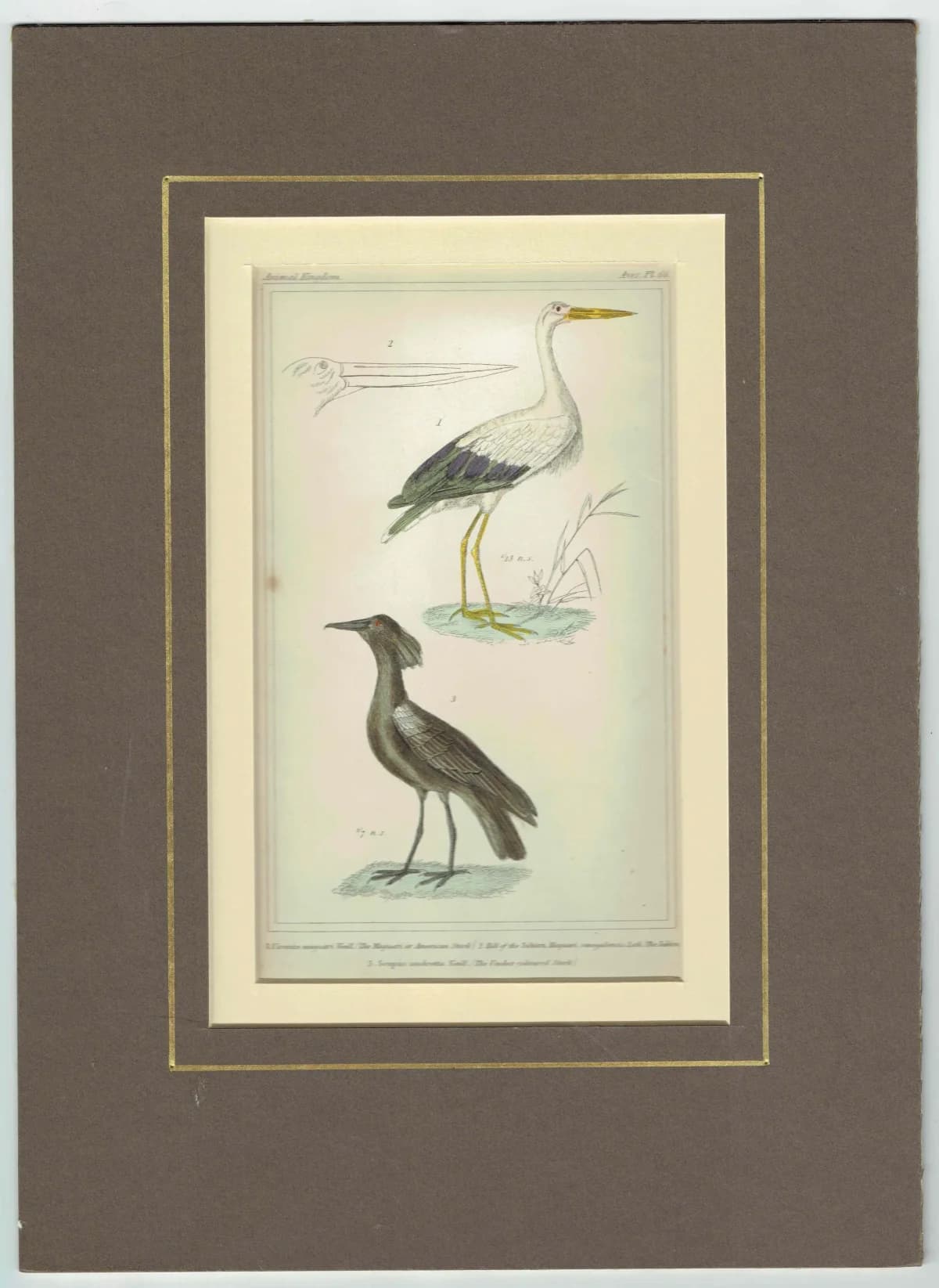 c.1835 Cuvier Animal Kingdom Birds Aves Antique Print - American Stork Umber Coloured Stork - Hand Coloured Ornithology Art - 8.75 x 5.5 in