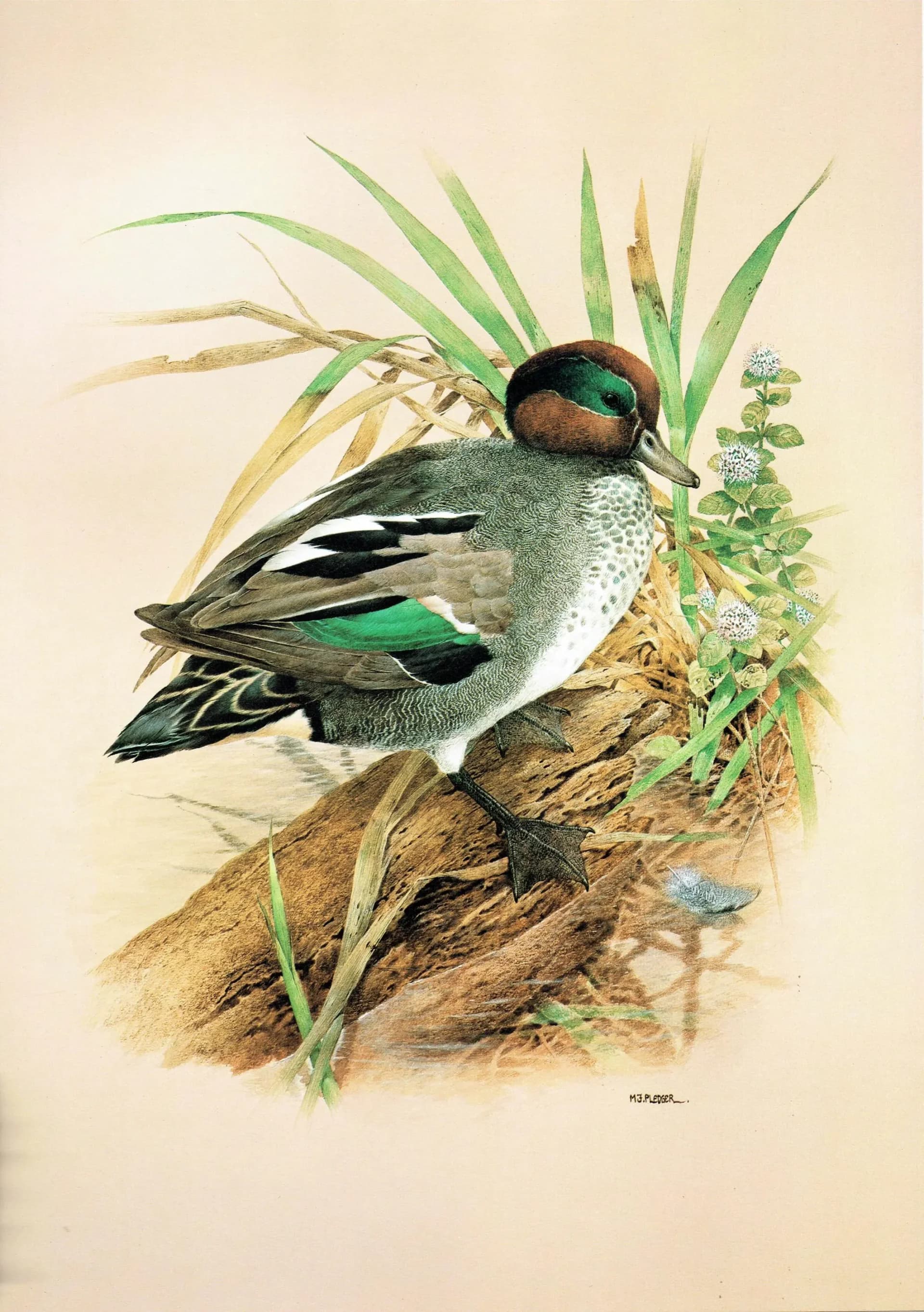 1981 Cock Teal - Maurice Pledger Game Birds - Original Vintage Educational Wildlife Art Print - 11.5 x 16.5 in