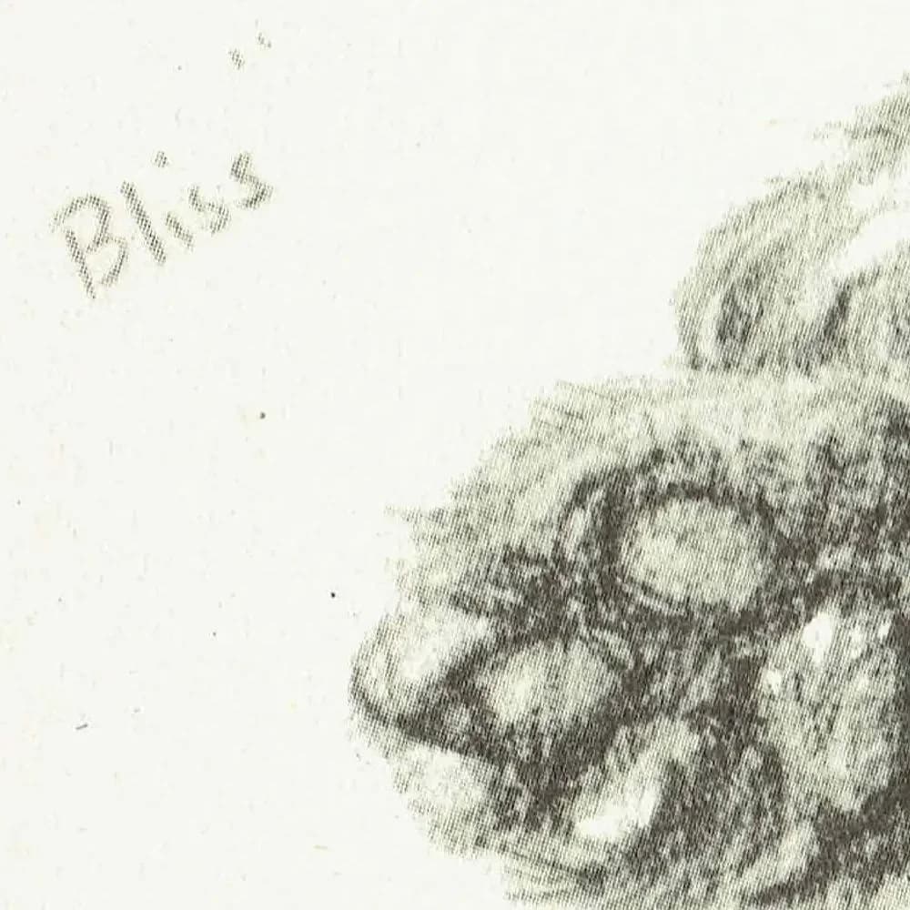 1946 Sleeping Kitten 'Bliss' - Original Vintage Print By Dawson - Cat Portrait Pet Animal Art Neighbours Book - 7 x 9.5 in