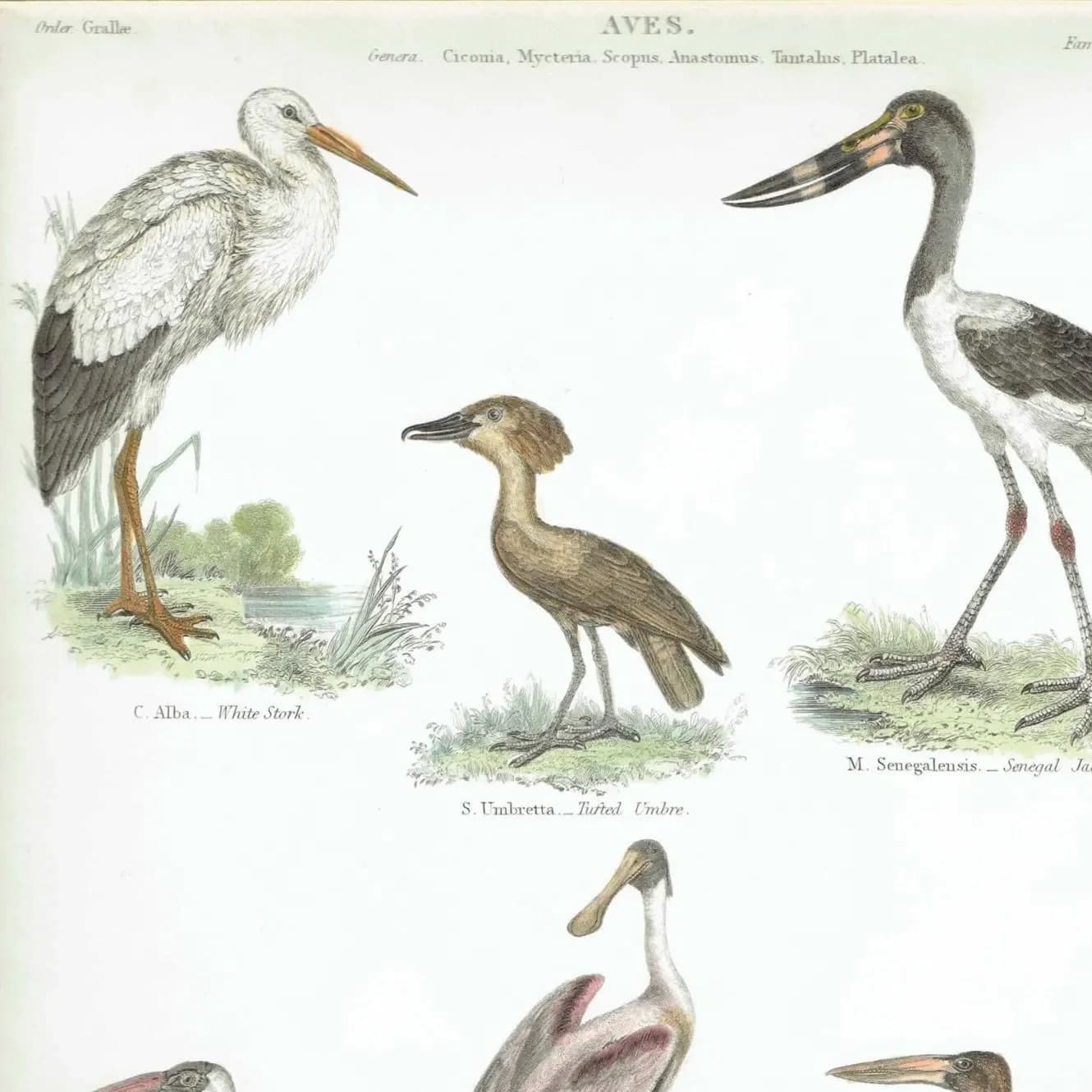 1838 Aves Bird Print - Hand-Coloured print – Stork, Spoonbill, Ibis & Jabiru – 8.5 x 11 in