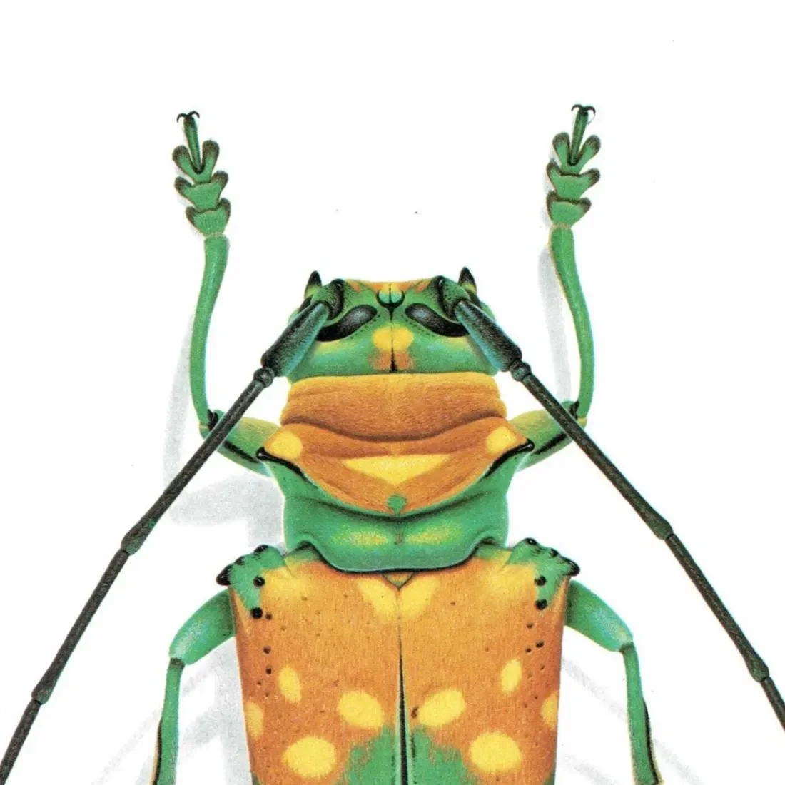 1986 Longhorn Beetle Sternotomis Variabilis Print - Durin Bernard Les Insectes - Scientific Picture - Quedenfeldt Entomology - 11 x 13 in