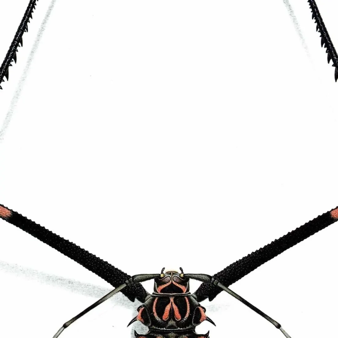 1986 Harlequin Beetle Acrocinus Longimanus Print - Durin Bernard Les Insectes Scientific Illustration - Linnaeus Entomology - 11 x 13 in