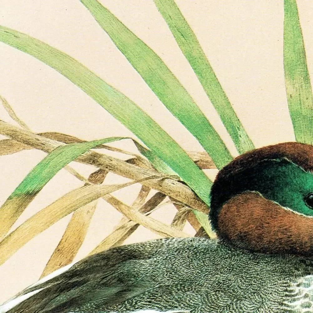 1981 Cock Teal - Maurice Pledger Game Birds - Original Vintage Educational Wildlife Art Print - 11.5 x 16.5 in