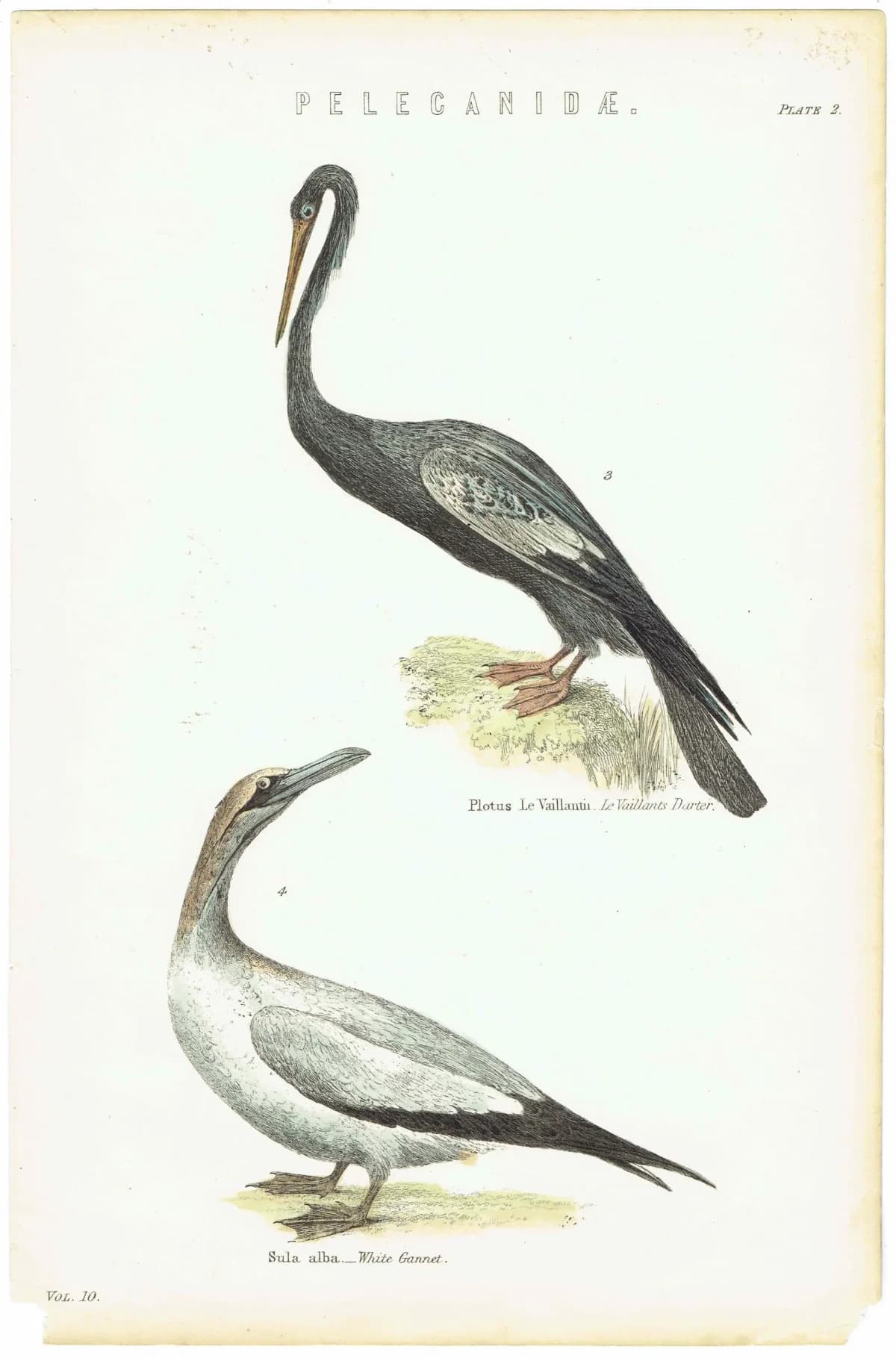 c.1890 Pelecanidae Print - Vaillant’s Darter & White Gannet - Hand Coloured Ornithology Art - 9.5 x 6.25 in