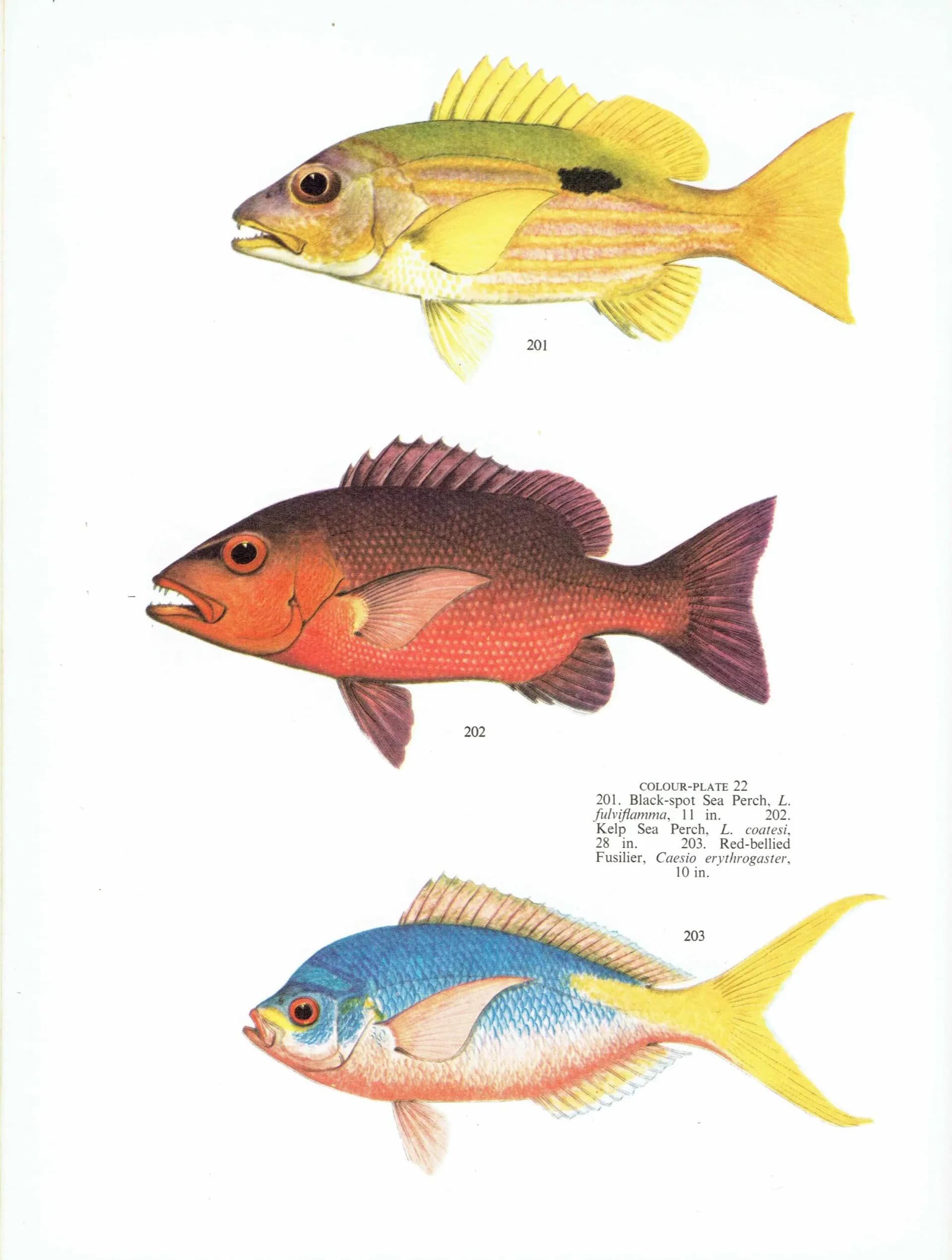 1964 Black-spot Sea Perch & Yellow-banded Hussar - Original Vintage Print By Coates - Great Barrier Reef Fish Science - 7 x 9 in
