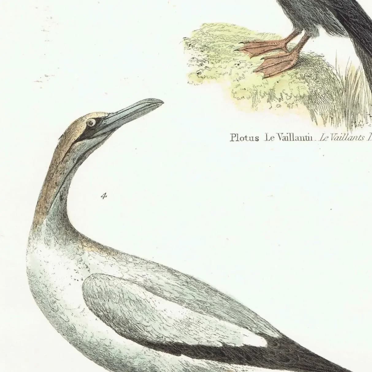 c.1890 Pelecanidae Print - Vaillant’s Darter & White Gannet - Hand Coloured Ornithology Art - 9.5 x 6.25 in