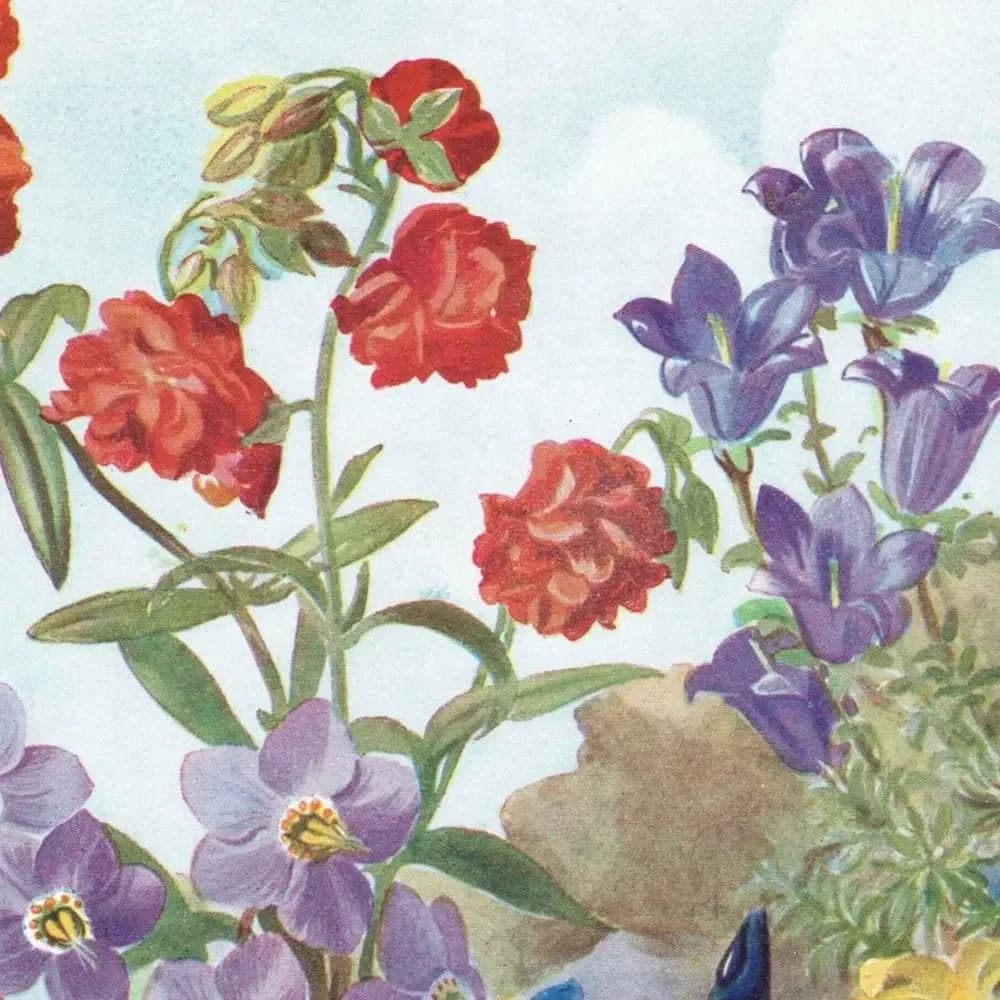 1950s Flowers for the Rock Garden Botanical Print - Vintage Cottage Garden Plants Illustration - Colourful Floral Wall Art - 5.5 x 8 in