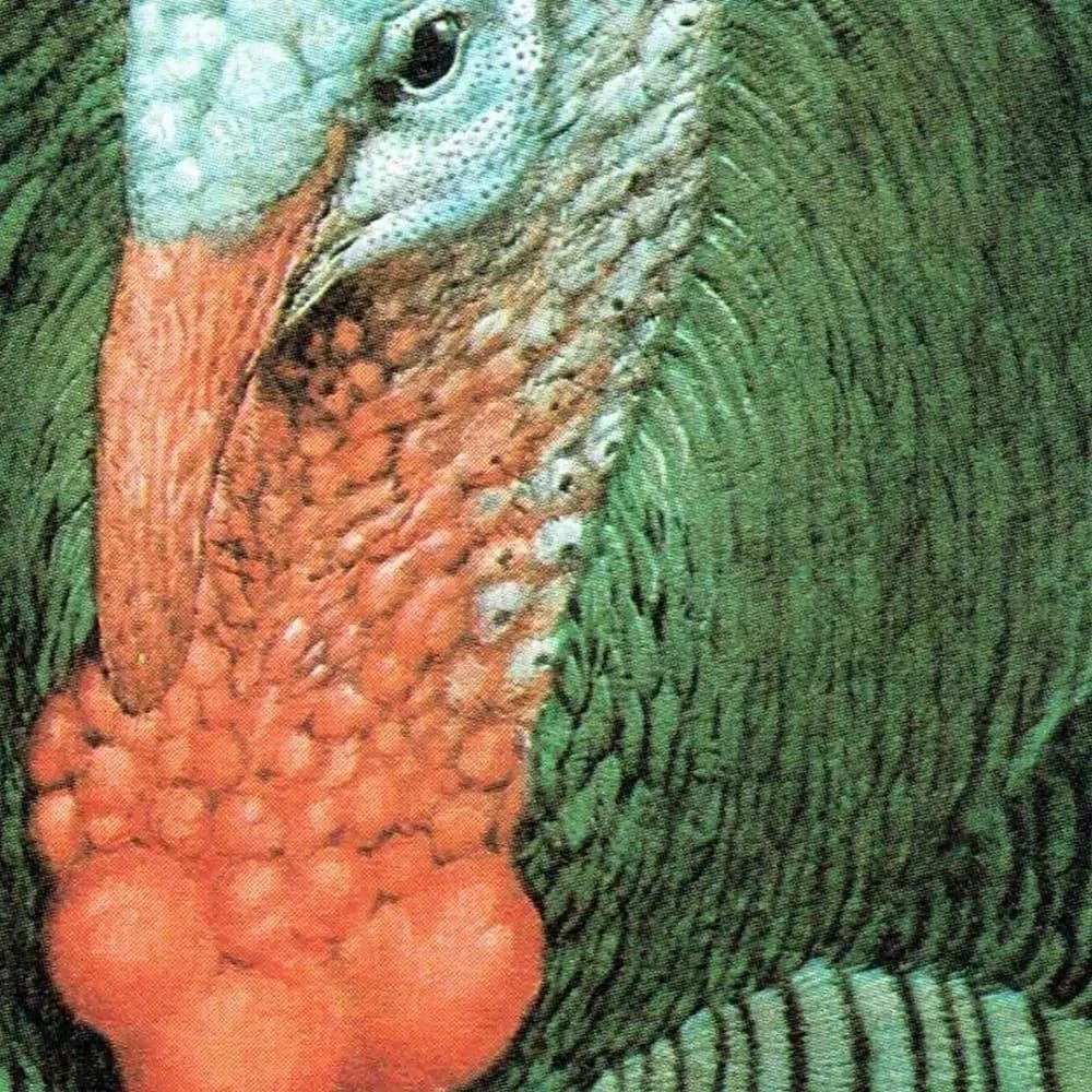 1980s Wild Turkey - Game Birds Woodland Original Vintage Print By Pledger - Natural History Wildlife Art - 11.5 x 16.5 in