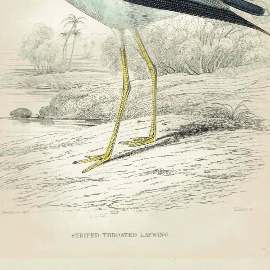 1837 Striped-throated Lapwing Print - Ornithological Lapwing Print - Hand-Coloured Bird Illustration - 6.75 x 4 in