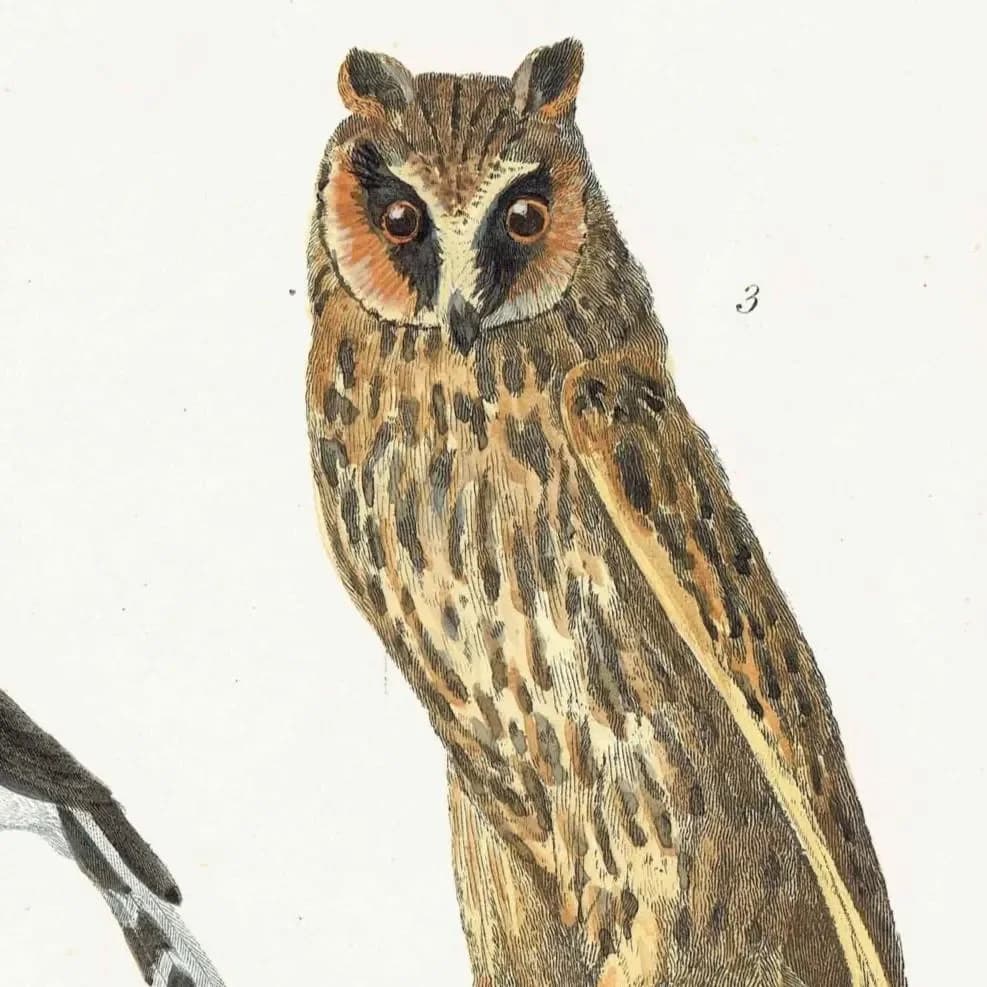 c.1883 Accipitres Birds Print - Rough-legged Buzzard Secretary Bird Long-eared Owl - Hand Coloured Ornithology Art - 9.5 x 6.25 in