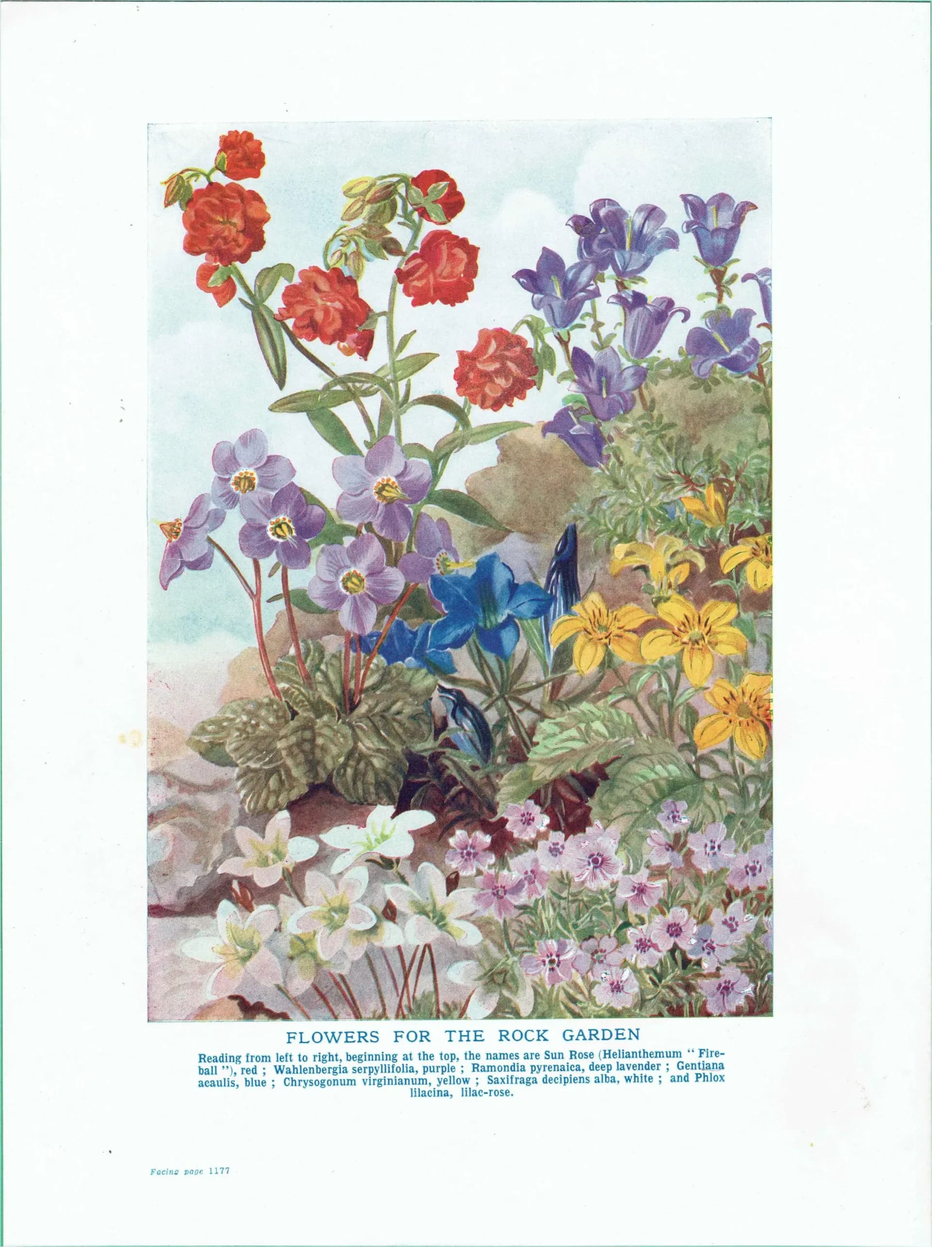 1950s Flowers for the Rock Garden Botanical Print - Vintage Cottage Garden Plants Illustration - Colourful Floral Wall Art - 5.5 x 8 in