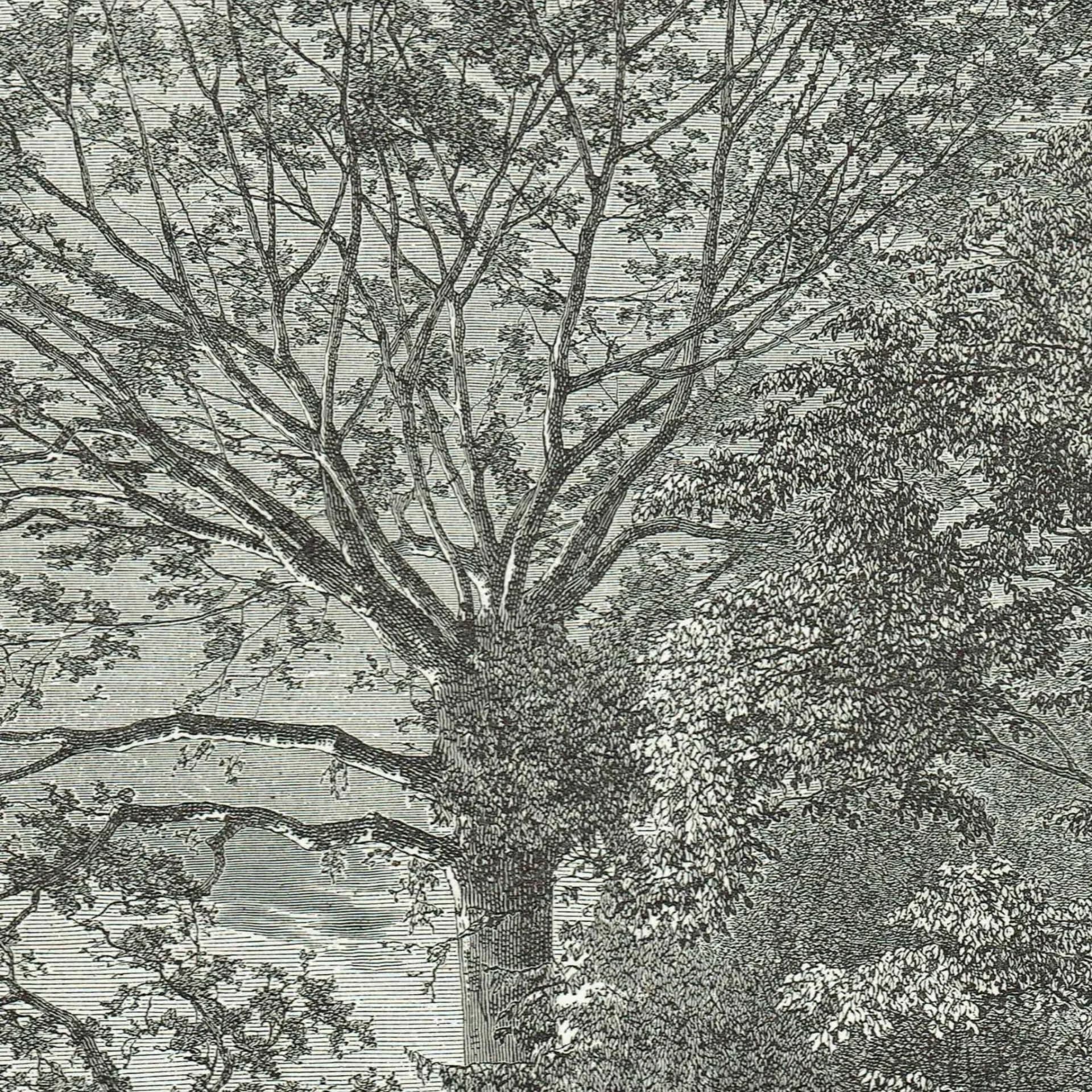 1871 Samauma Tree Amazon - Antique Engraving - Illustrated Travels Victorian Travel Botanical - 8 x 11.5