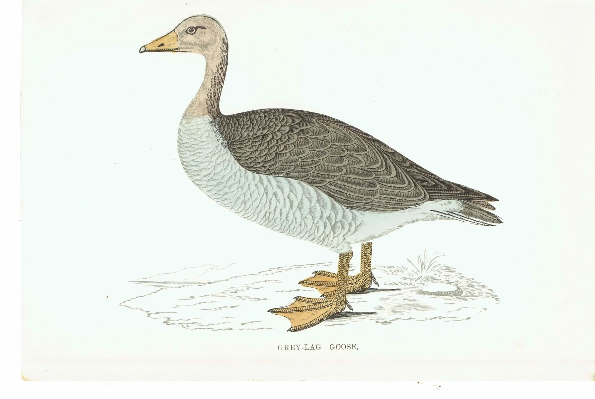 1863 - c.1863 Grey-Lag Goose - Original Antique Hand-Coloured Engraving By Morris - History of British Birds Ornithology - 7.25 x 4.75 in