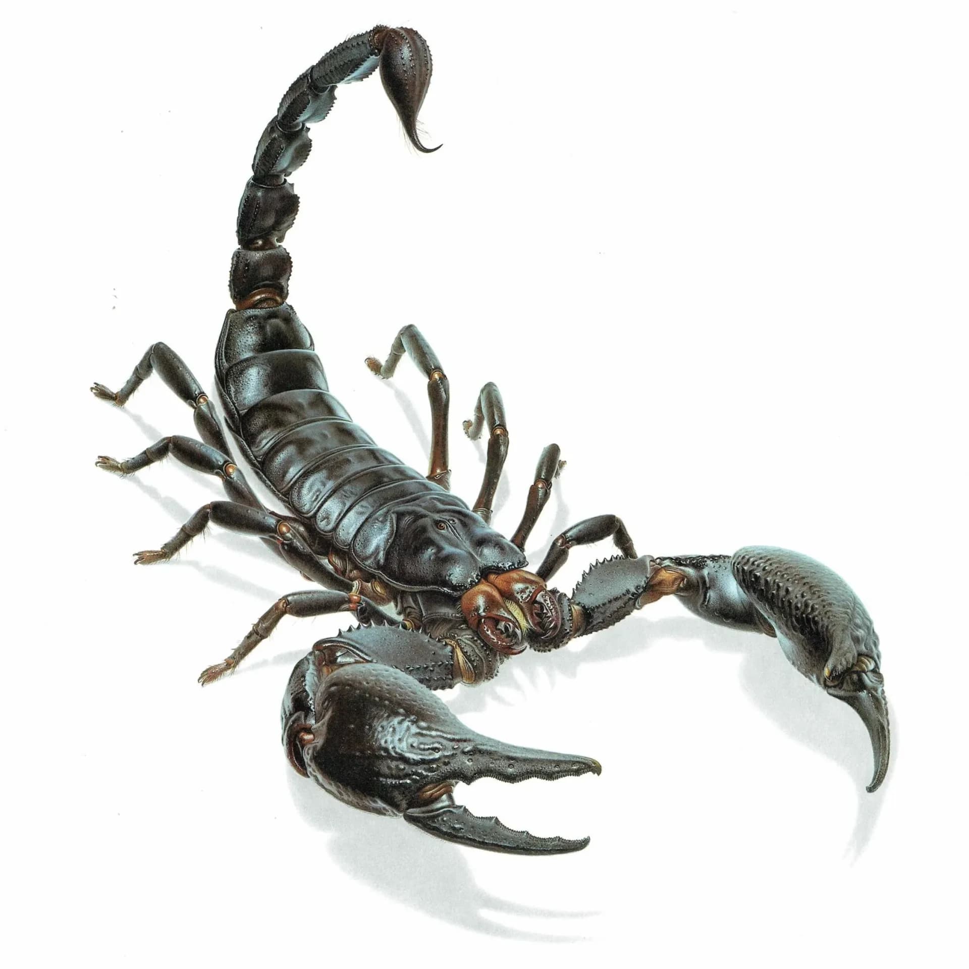 1986 Scorpion Pandinus Imperator Print - Durin Bernard Les Insectes Scientific Illustration - Burmeister C.L. Koch Entomology - 11 x 13 in