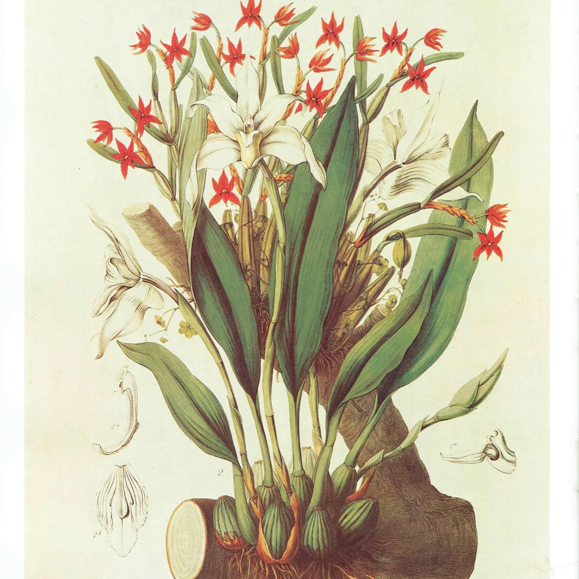 Orchids Diothonea & Ivory Maxillaria by John Lindley - 1984 Vintage Print - Sertum Orchidaceum Botanical Study Flower Art - 10 x 14 in