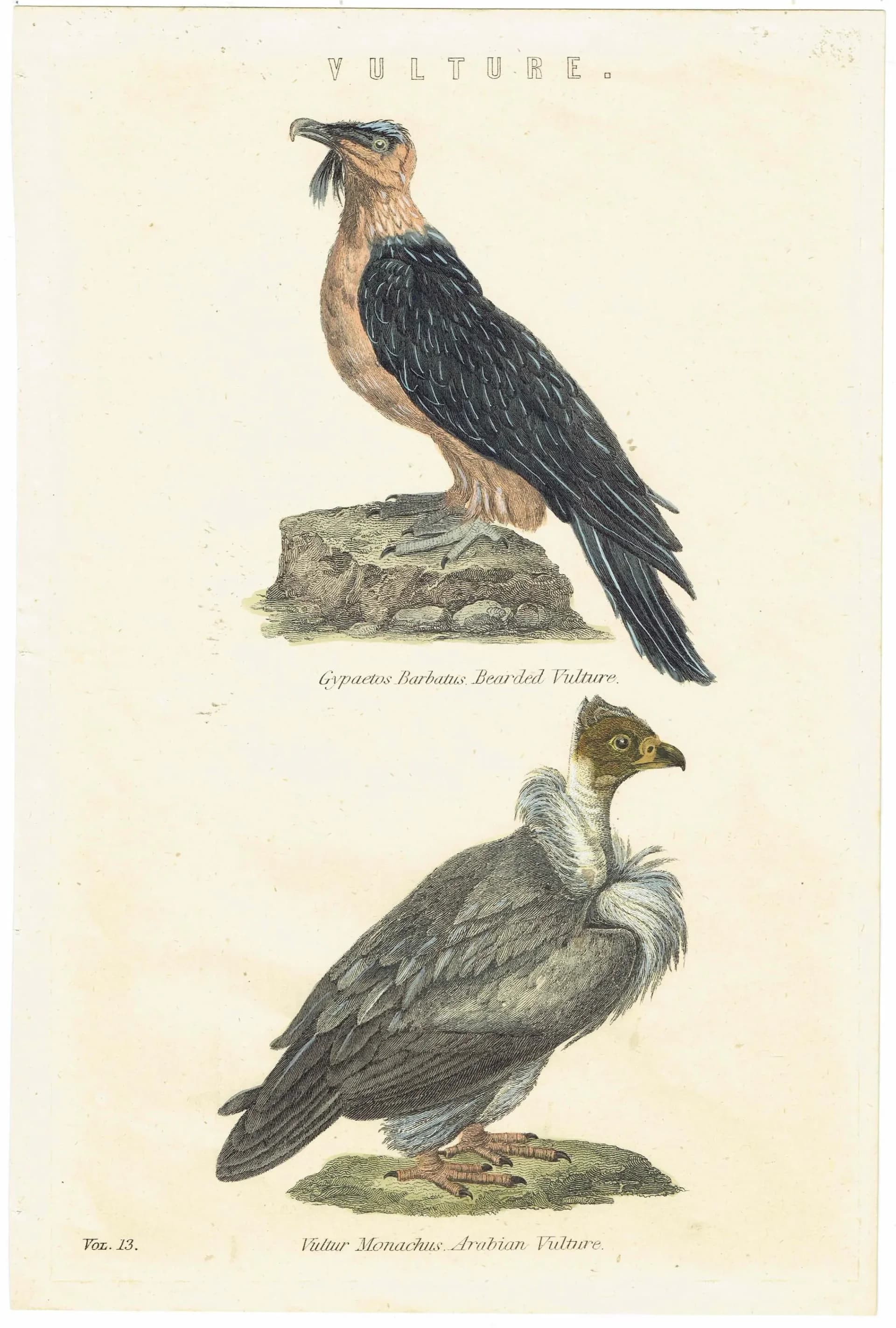 c.1862 Vultures Print - Bearded Vulture & Arabian Vulture - Hand Coloured Ornithology Art - 9.5 x 6.25 in