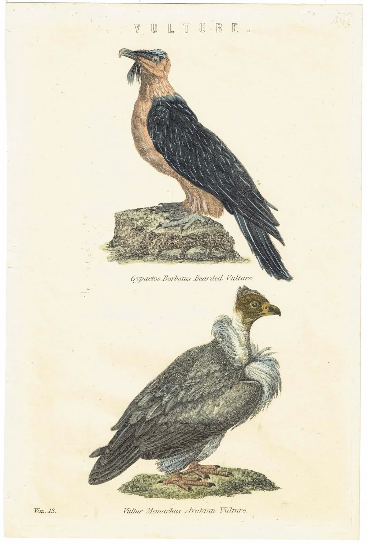 c.1862 Vultures Print - Bearded Vulture & Arabian Vulture - Hand Coloured Ornithology Art - 9.5 x 6.25 in