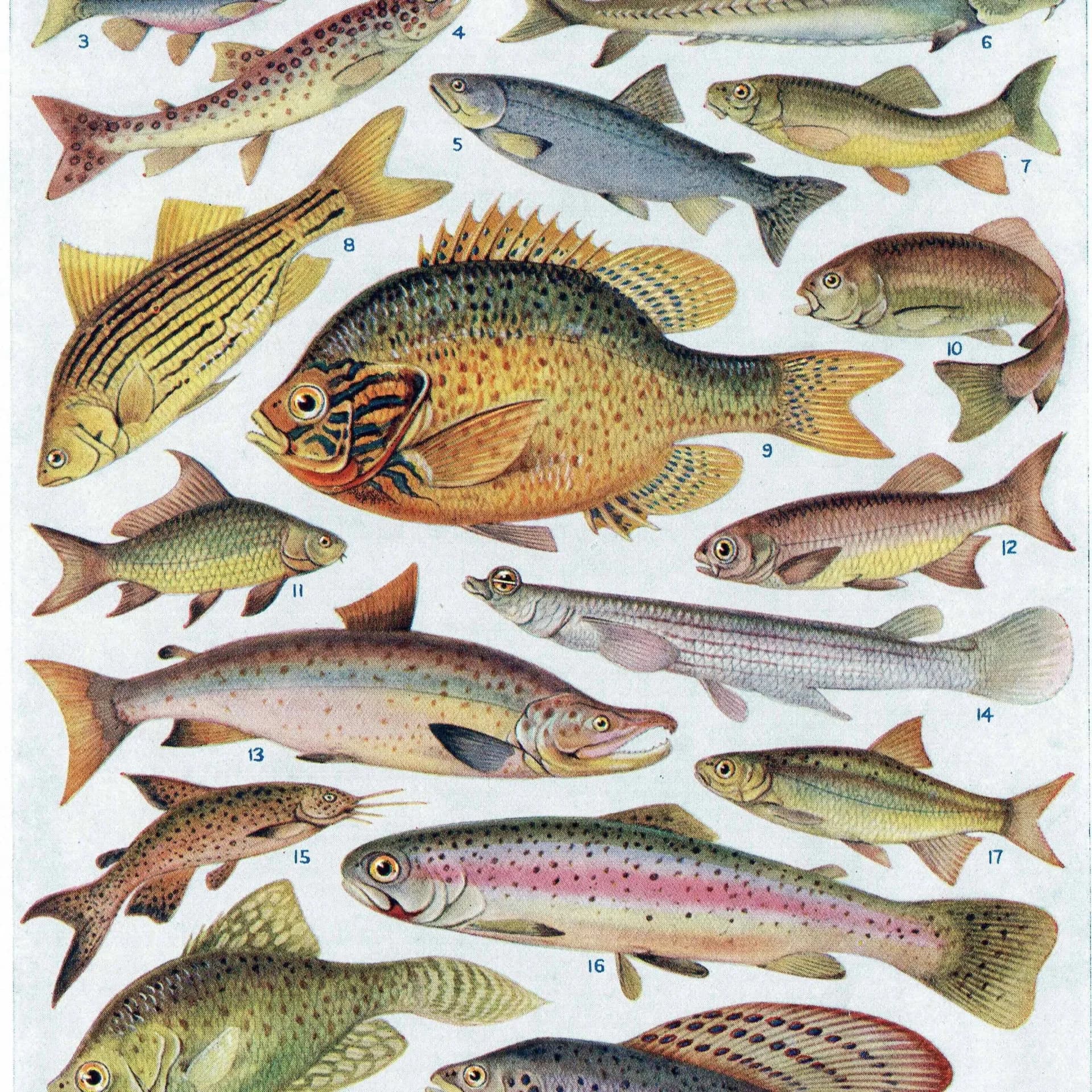 1928 Indian & Canadian Freshwater Fish - Original Vintage Print By Green - I See All Encyclopedia Ichthyology Study - 6 x 9 in