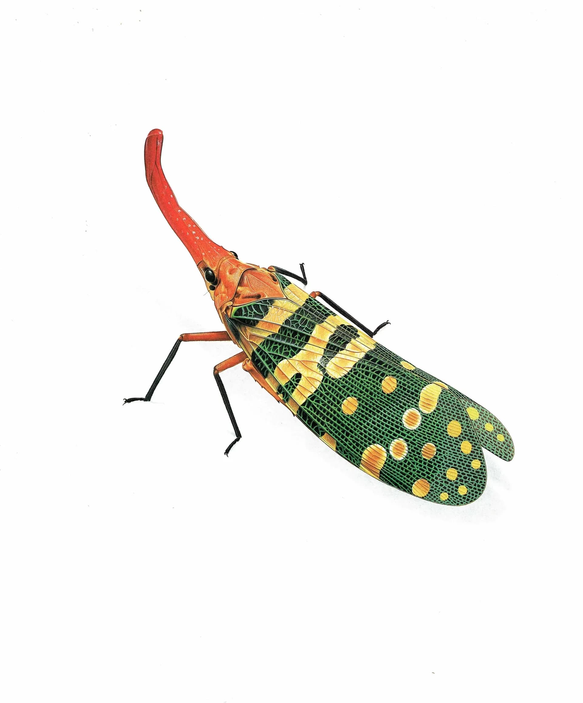 1986 Litchi Lantern Bug Fulgora Laternaria Candelaria Print - Durin Bernard Science illustration - Linnaeus Entomology - 11 x 13 in