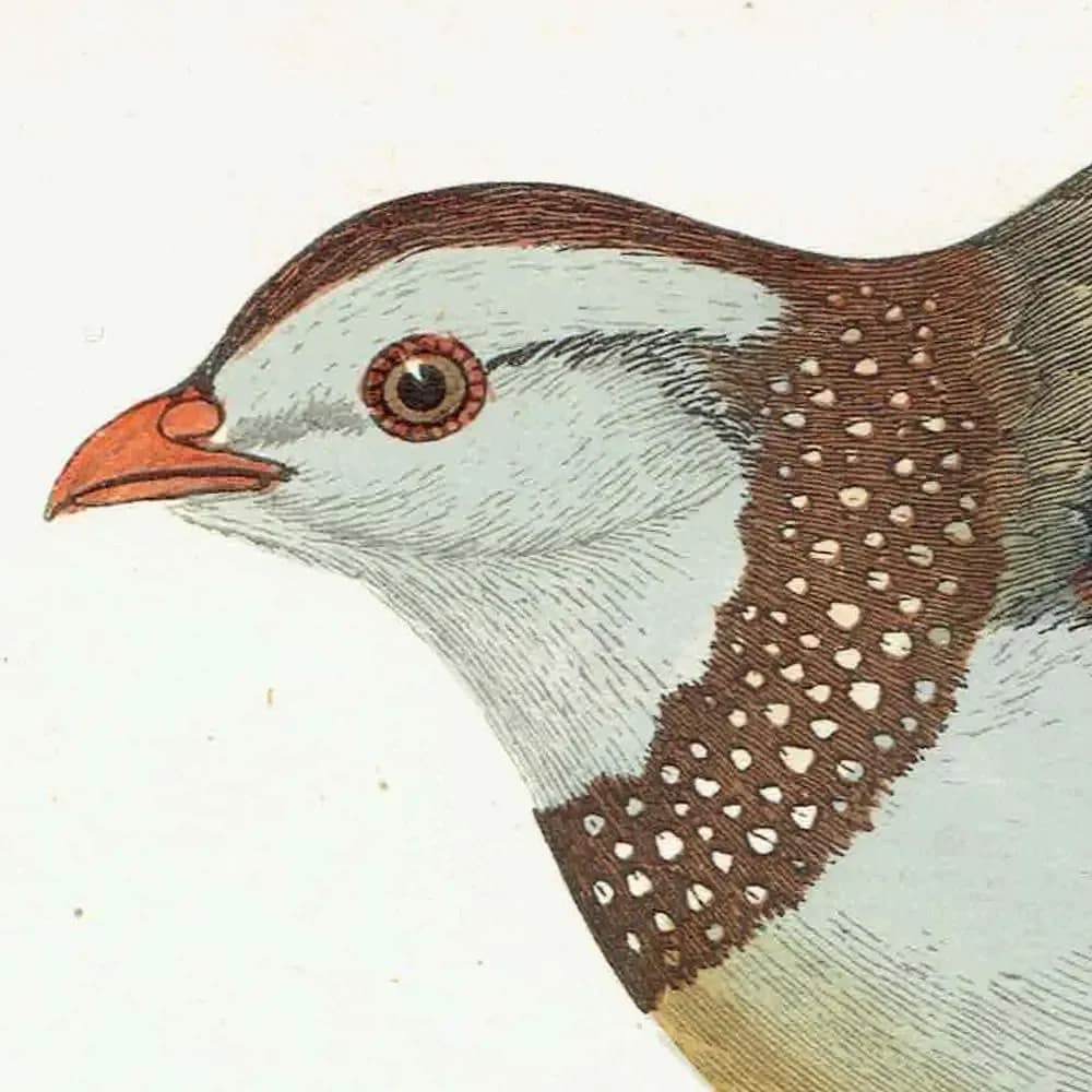 1863 - c.1863 Barbary Partridge - Original Antique Hand-Coloured Engraving By Morris - History of British Birds Ornithology - 7.25 x 4.75 in