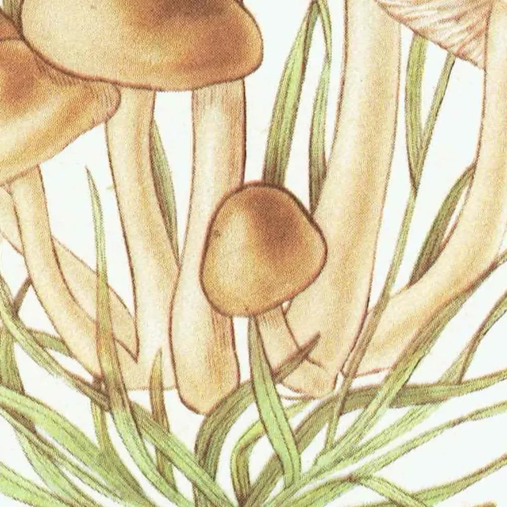 Fairy Ring & Oyster Mushroom Vintage Print – 1943 Botanical Illustration