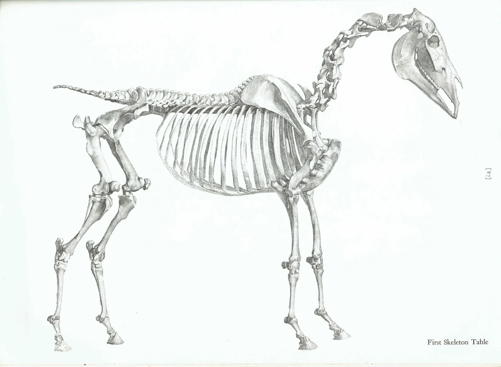 Skeletal Horse Vintage Etching from Original by Stubbs - Equine Anatomy Scientific Study Natural History Art - 14 x 10 in