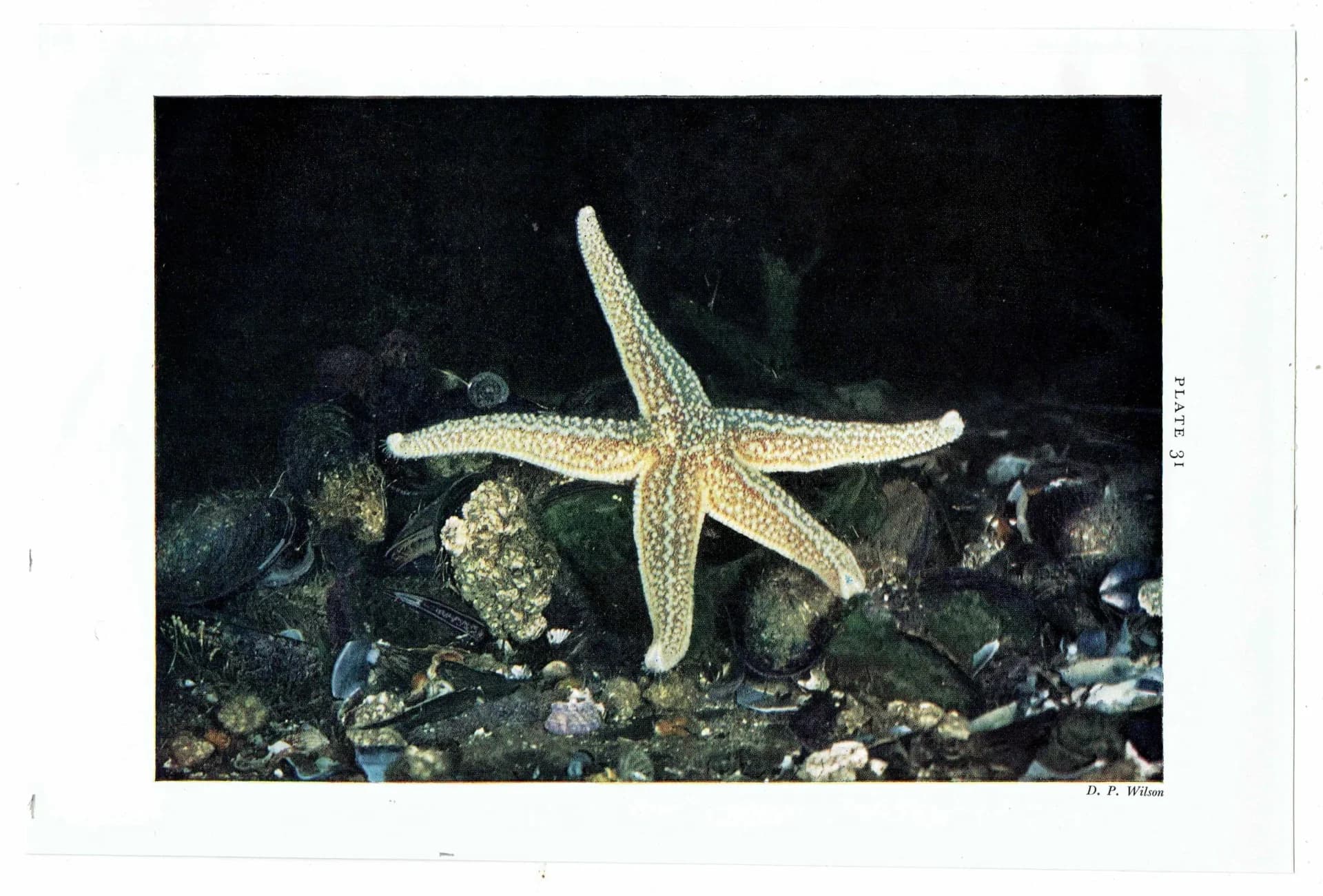 1959 Common Star-fish on Mussels Print - Marine Biology Photograph - Sea Shore Coastal Specimen - Starfish Study - 5 x 8.25 in