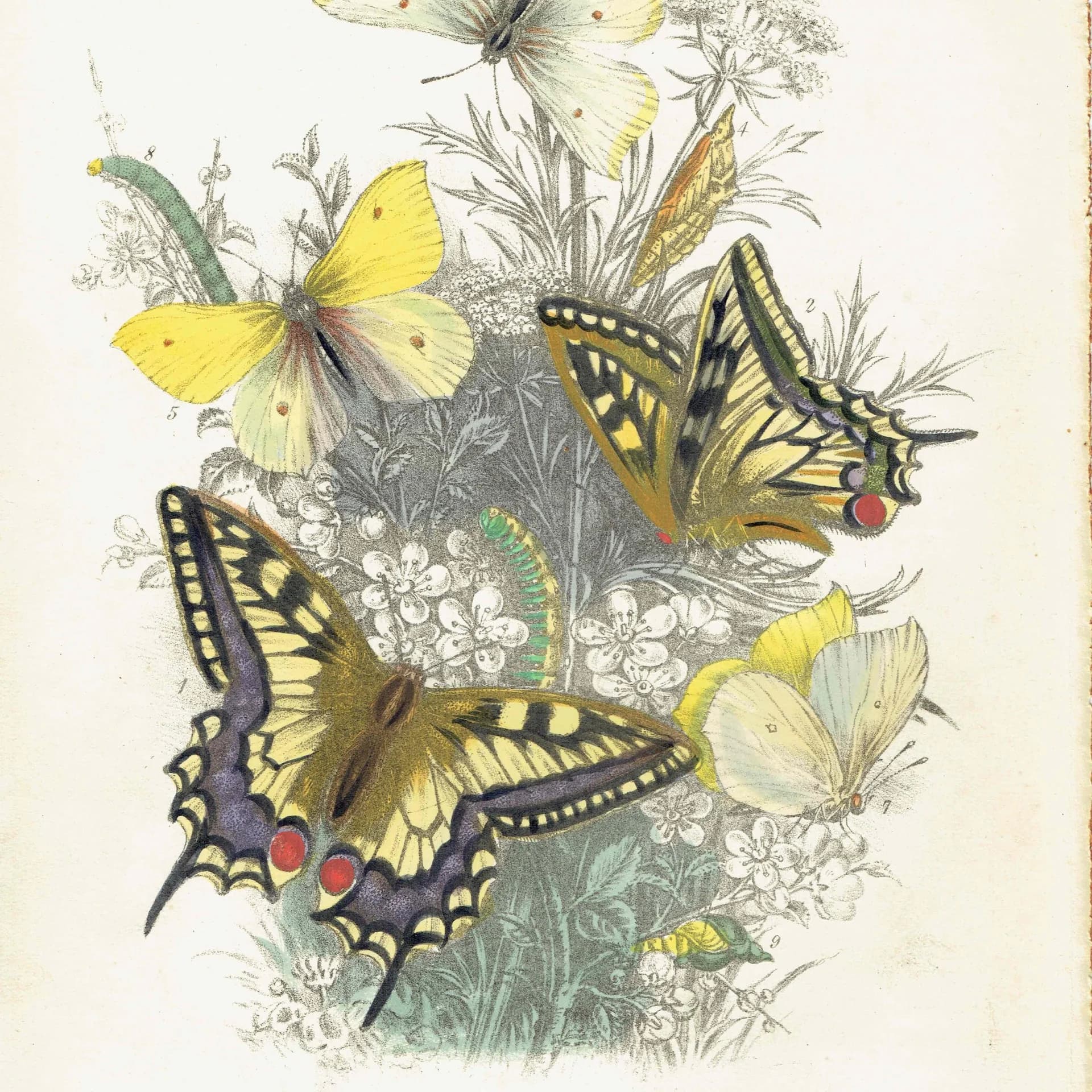 1859 Swallowtail & Brimstone Butterflies - Hand-Coloured Lithograph by Henry Noel Humphreys, Plate I - 7 x 10.4 in