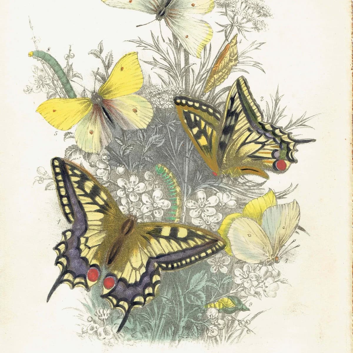 1859 Swallowtail & Brimstone Butterflies - Hand-Coloured Lithograph by Henry Noel Humphreys, Plate I - 7 x 10.4 in