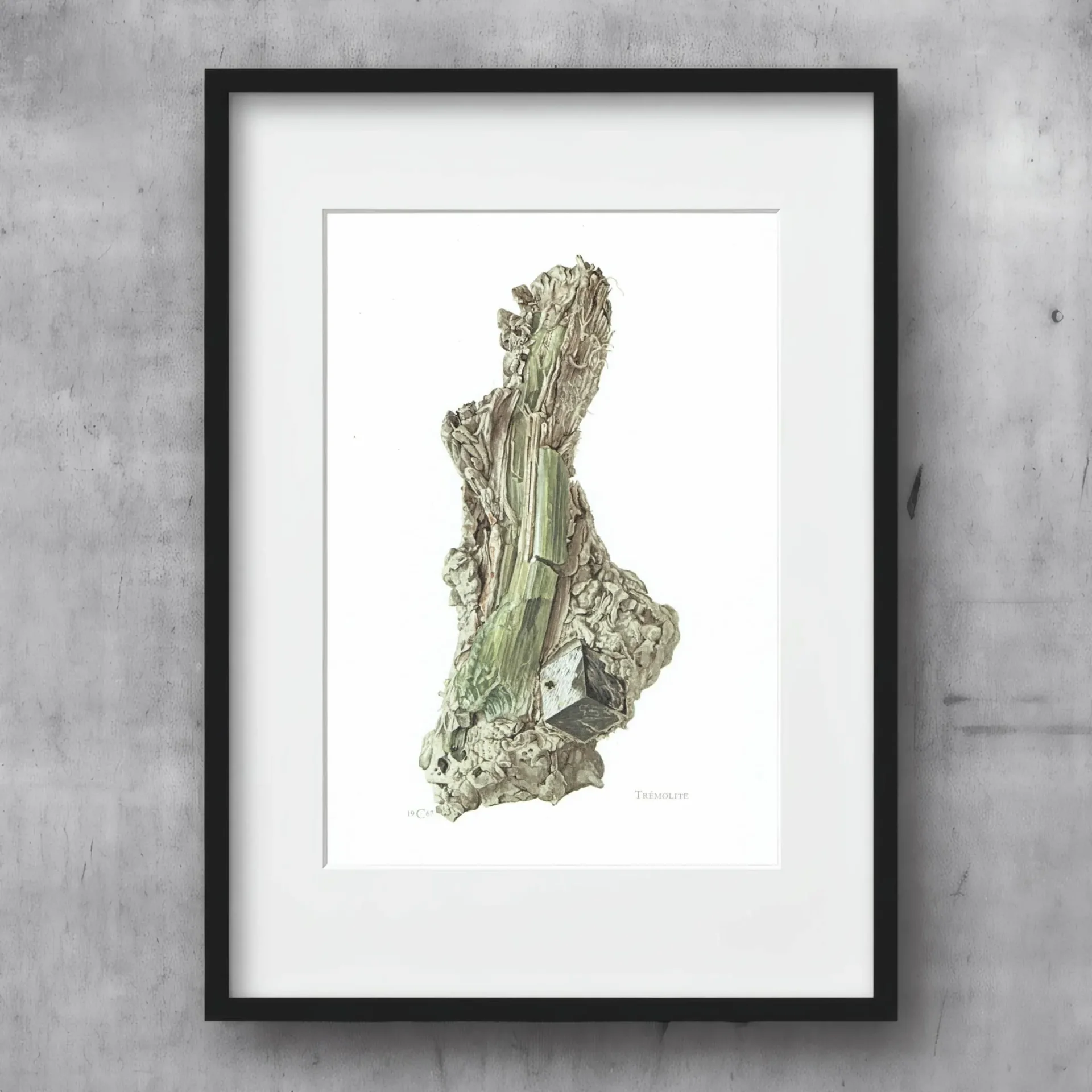 1969 Tremolite Crystal - Original Vintage Print By Caspari - Mineral Study Scientific Natural History Geology Art - 7.5 x 10.5 in