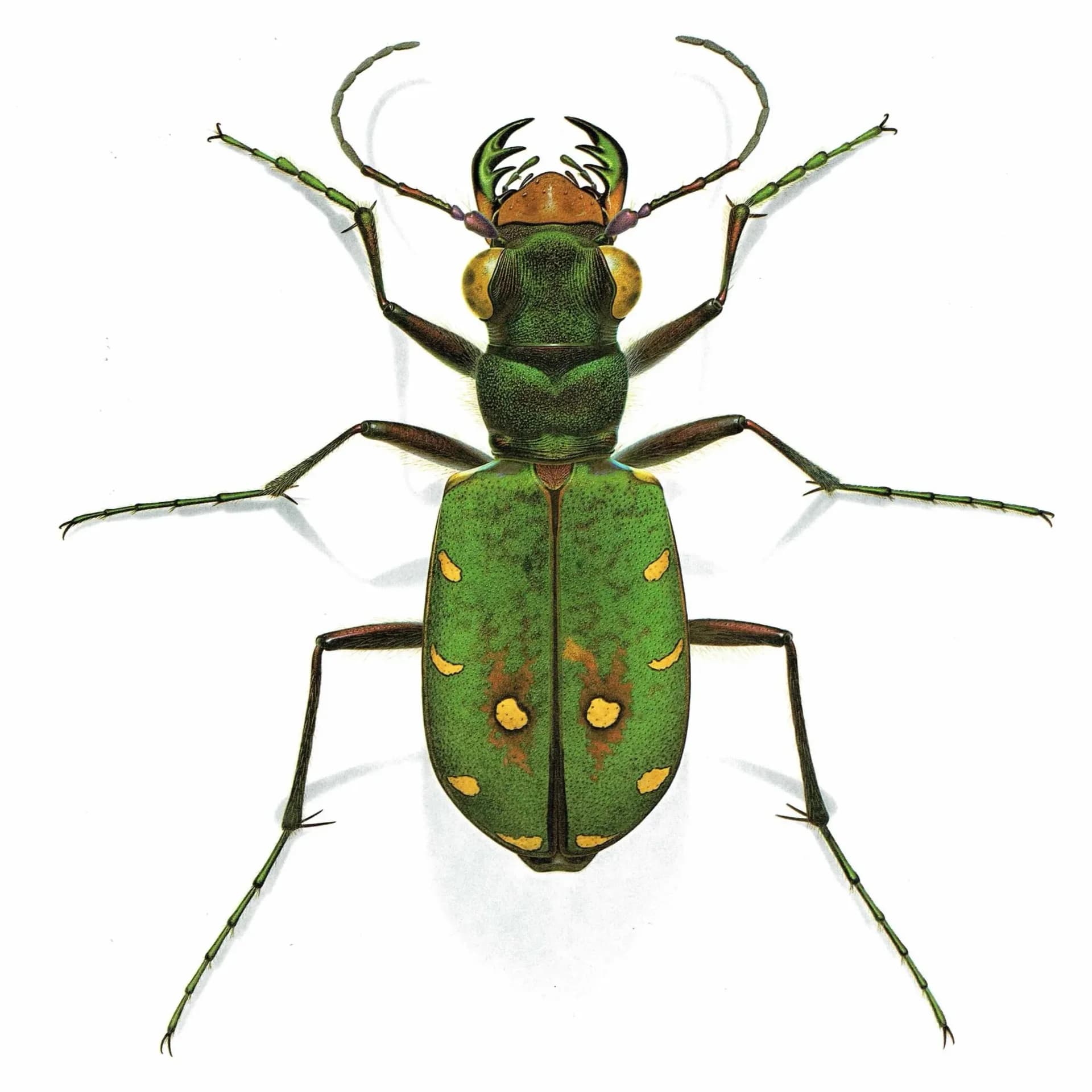 1986 Cicindela Campestris Field Tiger Beetle - Durin Bernard Scientific Illustration - Linnaeus Entomology - 11 x 13 in