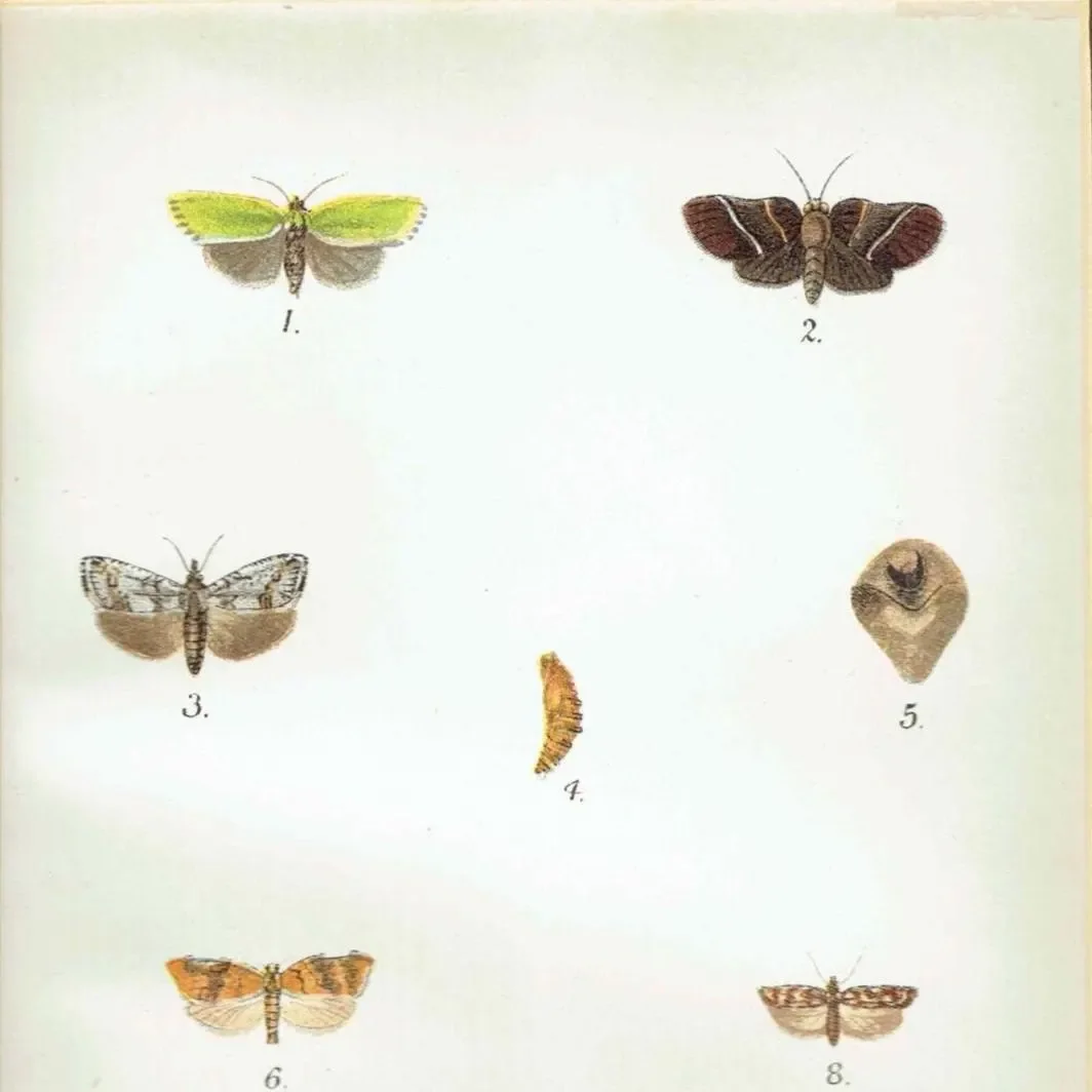 1897 Tortricid Moths Print - Hand-Colored Entomology Plate