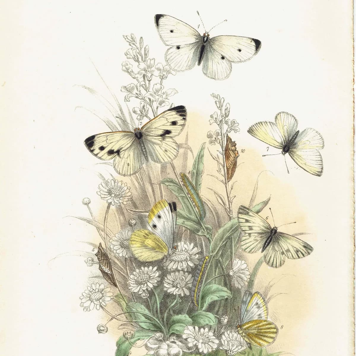1859 Small Cabbage White & Green-veined White Butterflies - Hand-Coloured Lithograph, Henry Noel Humphreys, Plate IV - 7 x 10.4 in