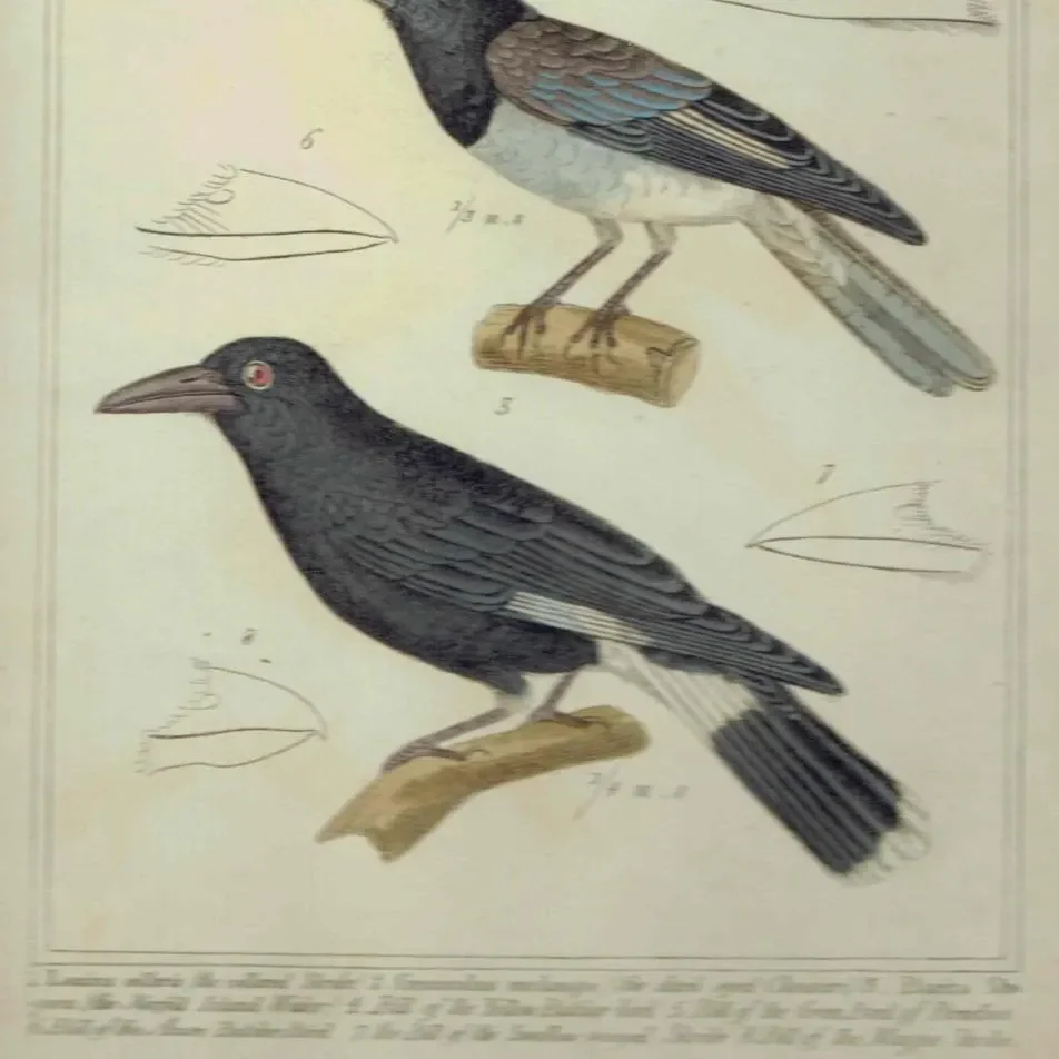 1835 Birds Cuvier Animal Kingdom Print - Ornithology Hand-Coloured Print - Shrike, Choucari, Norfolk Island Waker Illustration - 9 x 5.5 in