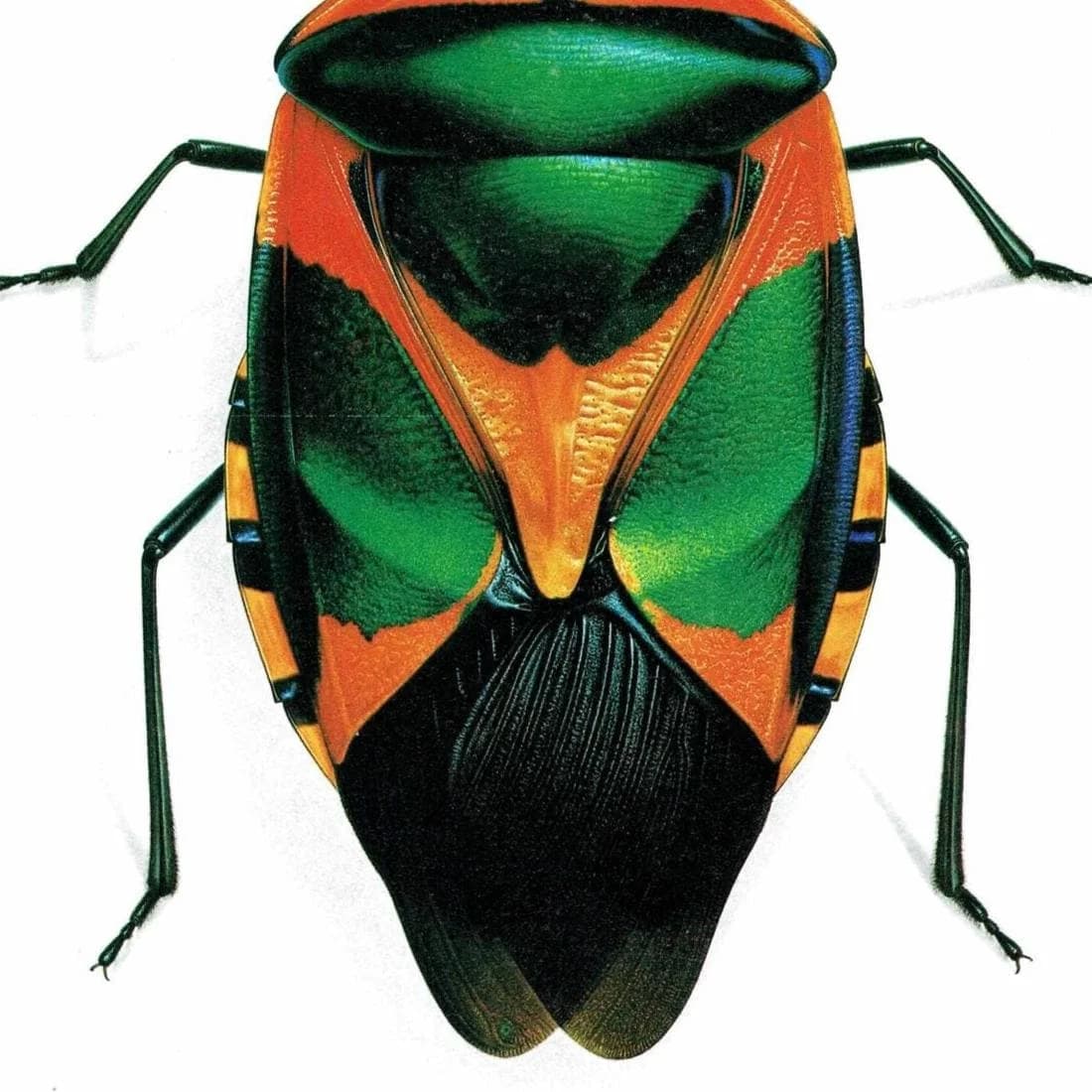 1986 Drury Sheld Chalcocoris Anchorage Bug Print - Durin Bernard Les Insectes Scientific Illustration - Drury Entomology - 11 x 13 in