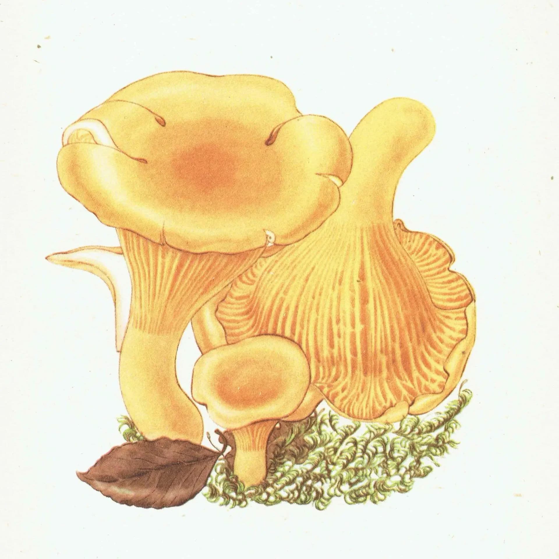 1943 Chanterelle & Field Mushroom Print – Vintage Botanical Illustration