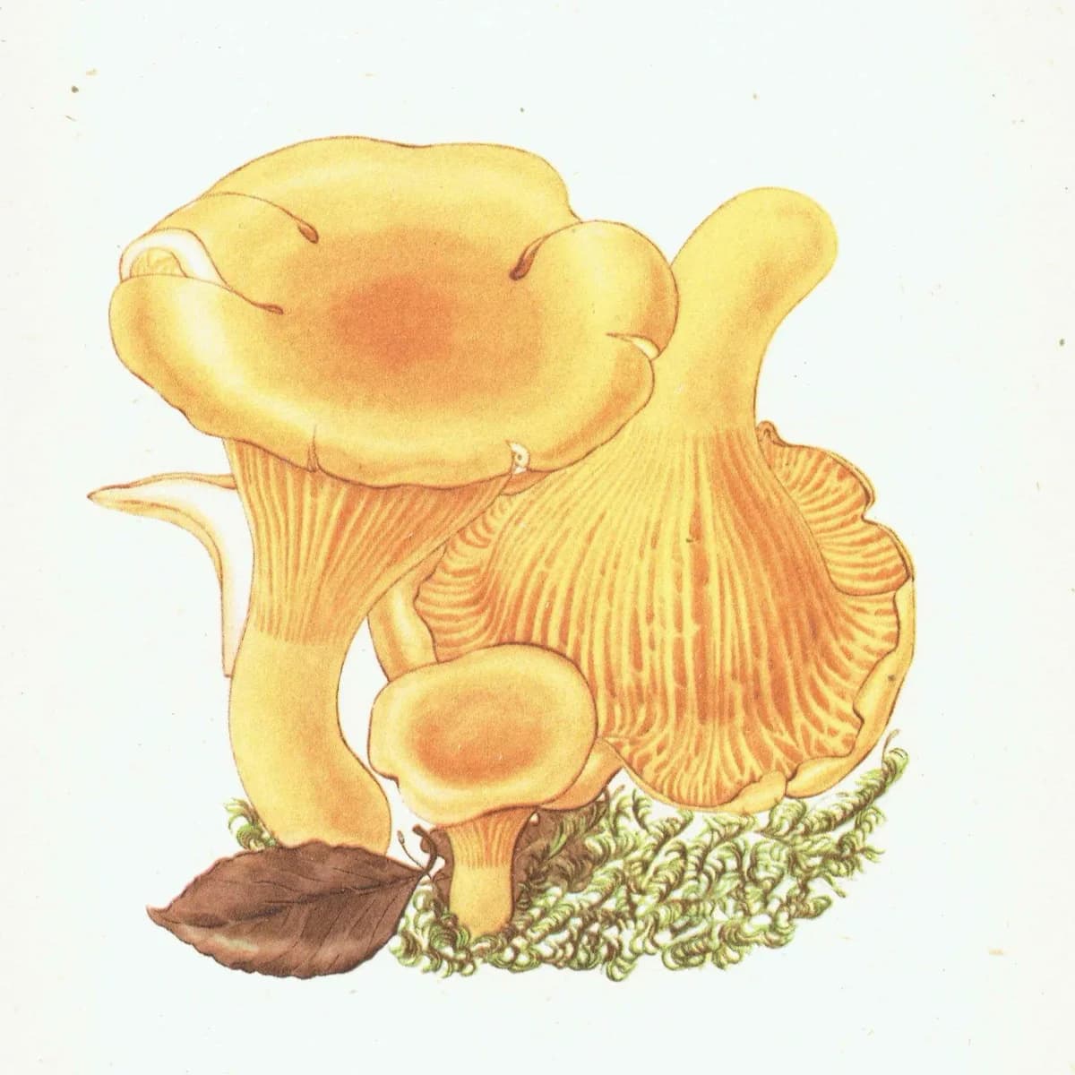 1943 Chanterelle & Field Mushroom Print – Vintage Botanical Illustration