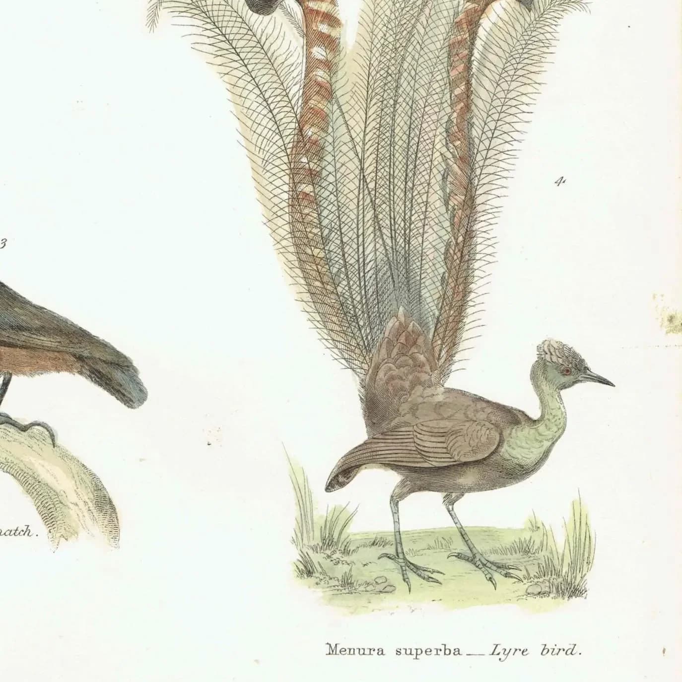 c.1860 PASSERES Tenuirostres Ornithology Print - Creeper Nuthatch Wall Creeper Lyre Bird - Hand Coloured Engraving - 9.75 x 6.5 in
