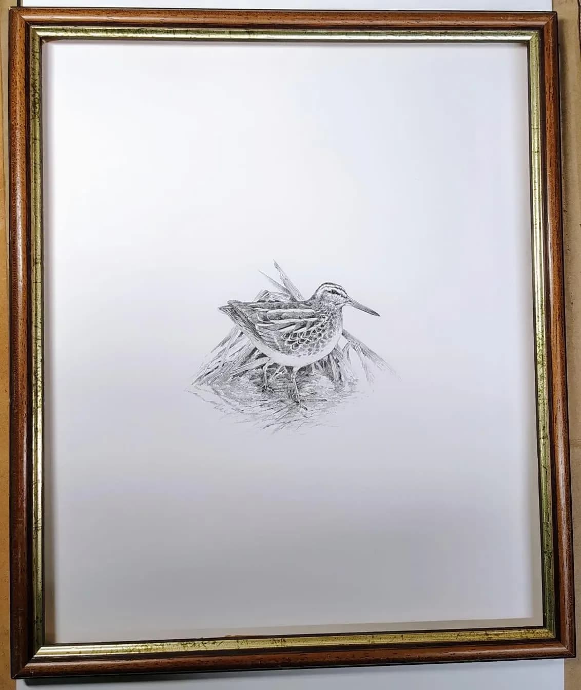 1981 Jack Snipe Game Birds Print -Maurice Pledger - Vintage Wildlife Art - Ornithology 11.5 x 16.5 in