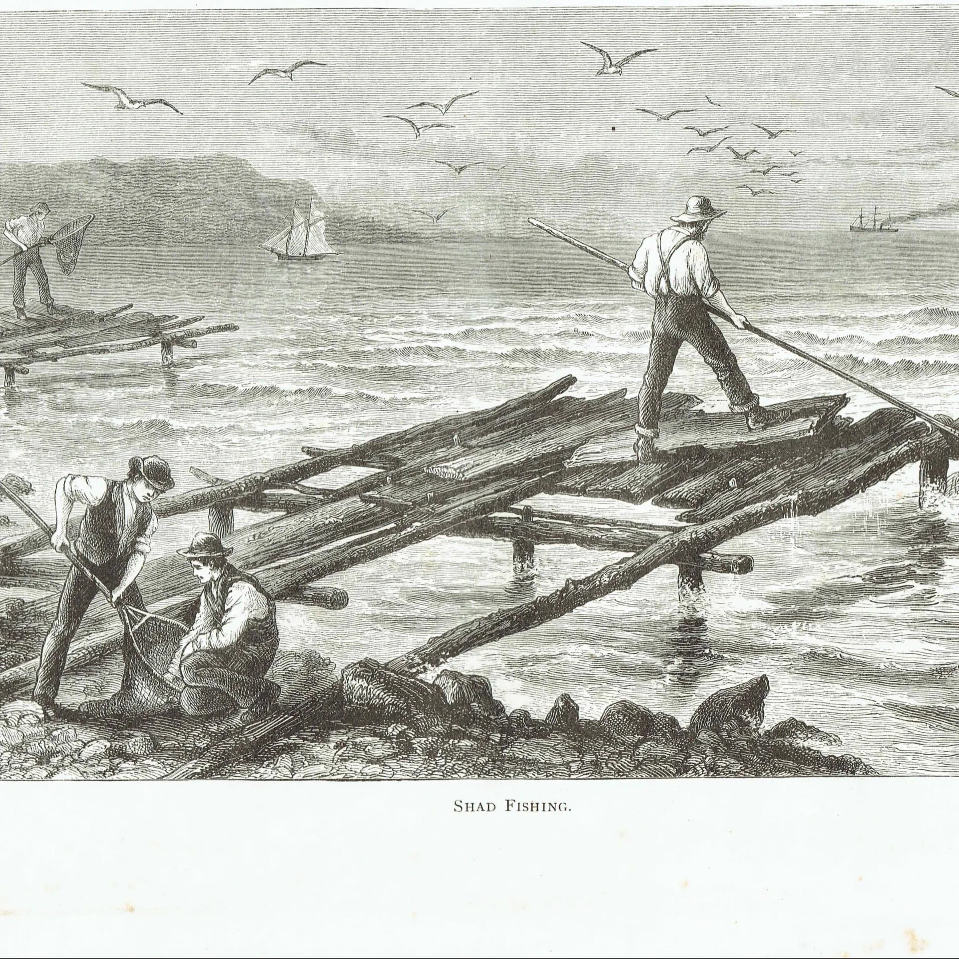 1885 Shad Fishing - Antique Print By Marquis of Lorne - Canadian Fishermen Coastal Scene Historical Engraving - 10 x 7 in