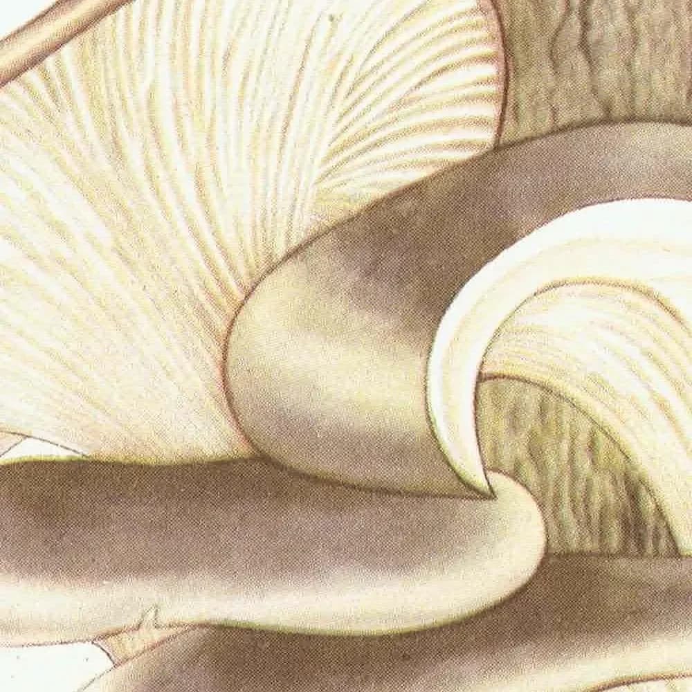 Fairy Ring & Oyster Mushroom Vintage Print – 1943 Botanical Illustration