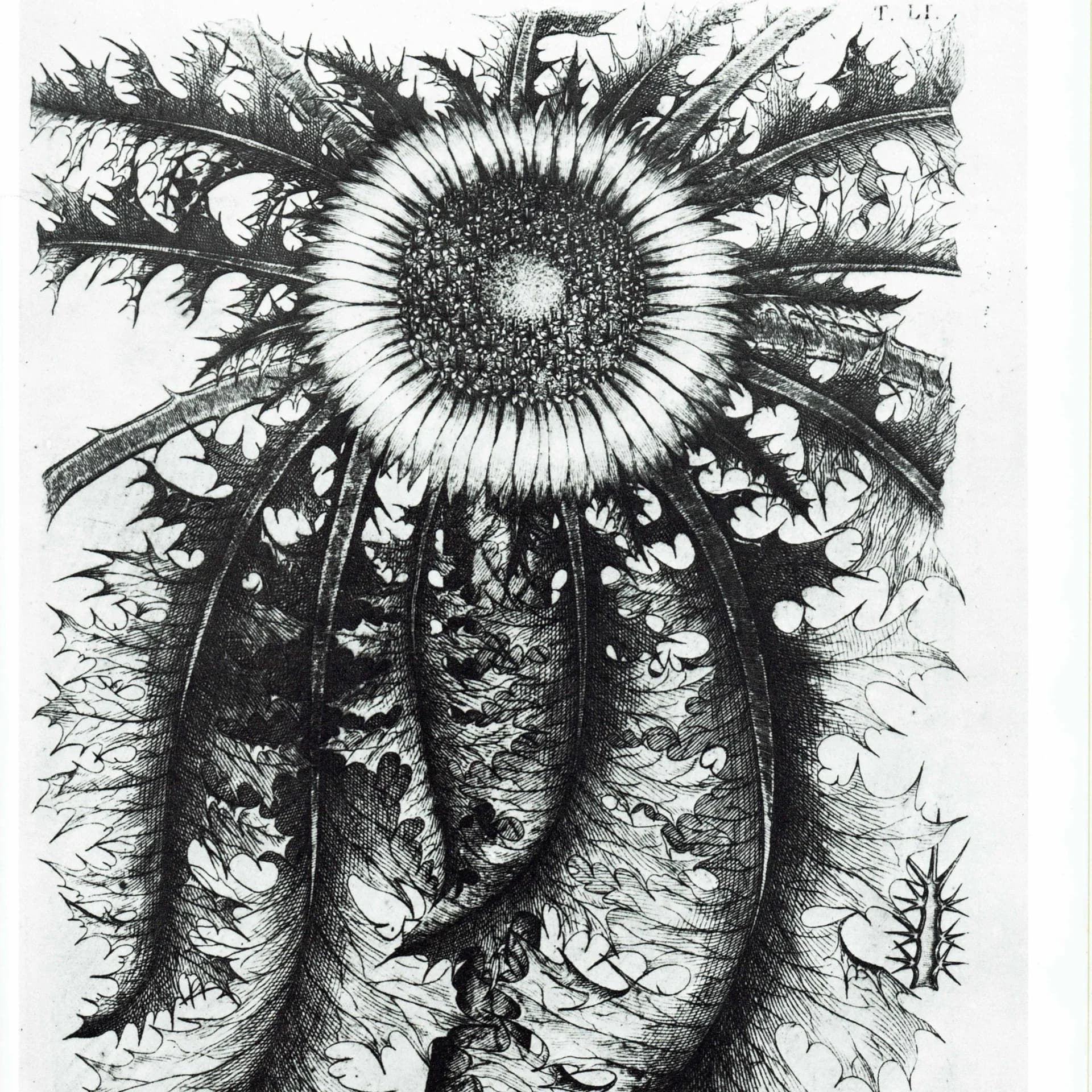 Carline Thistle - Original Vintage Print By Allioni - Flora Pedemontana Plate 51 Botanical Study Flower Art - 10 x 14 in