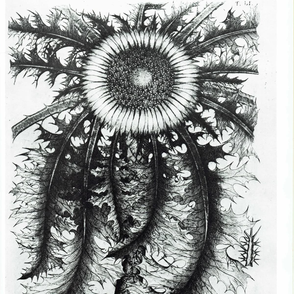 Carline Thistle - Original Vintage Print By Allioni - Flora Pedemontana Plate 51 Botanical Study Flower Art - 10 x 14 in