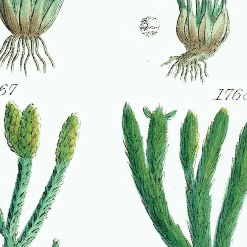 1910 Chara Aquatic Plants - Original Antique Print By Sowerby - British Wild Flowers Botanical Study Educational - 6.25 x 9.5 in