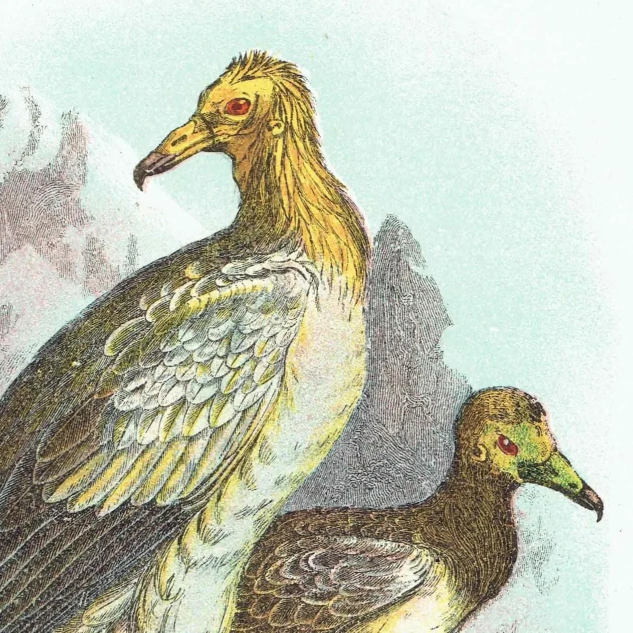 c.1896 Egyptian Vulture Print - Hand-Coloured Engraving - Ornithology Natural History Wildlife Art - 7 x 4.75 in