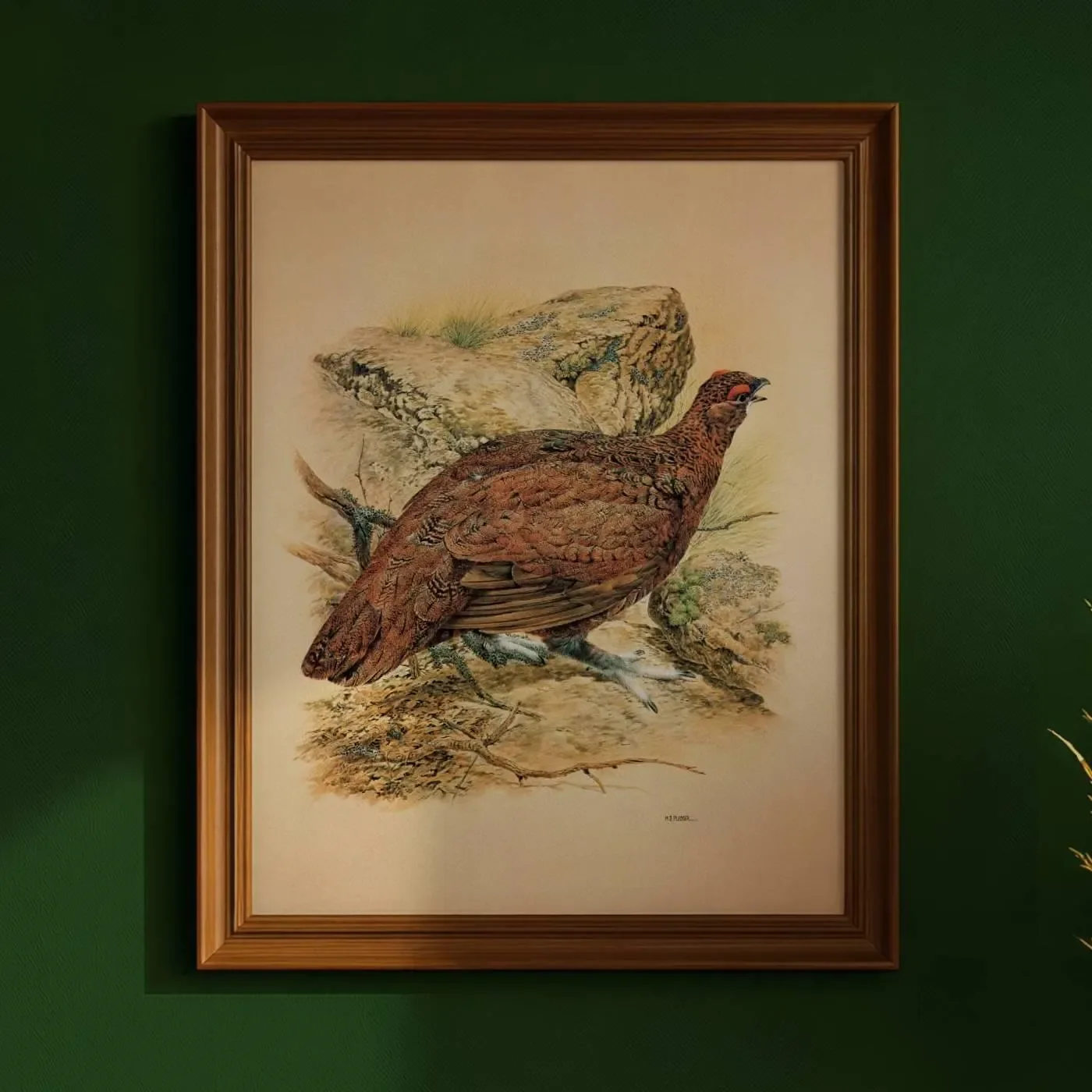 1981 Red Grouse - Game Birds - Maurice Pledger Original Vintage Wildlife Art Print - 11.5 x 16.5 in